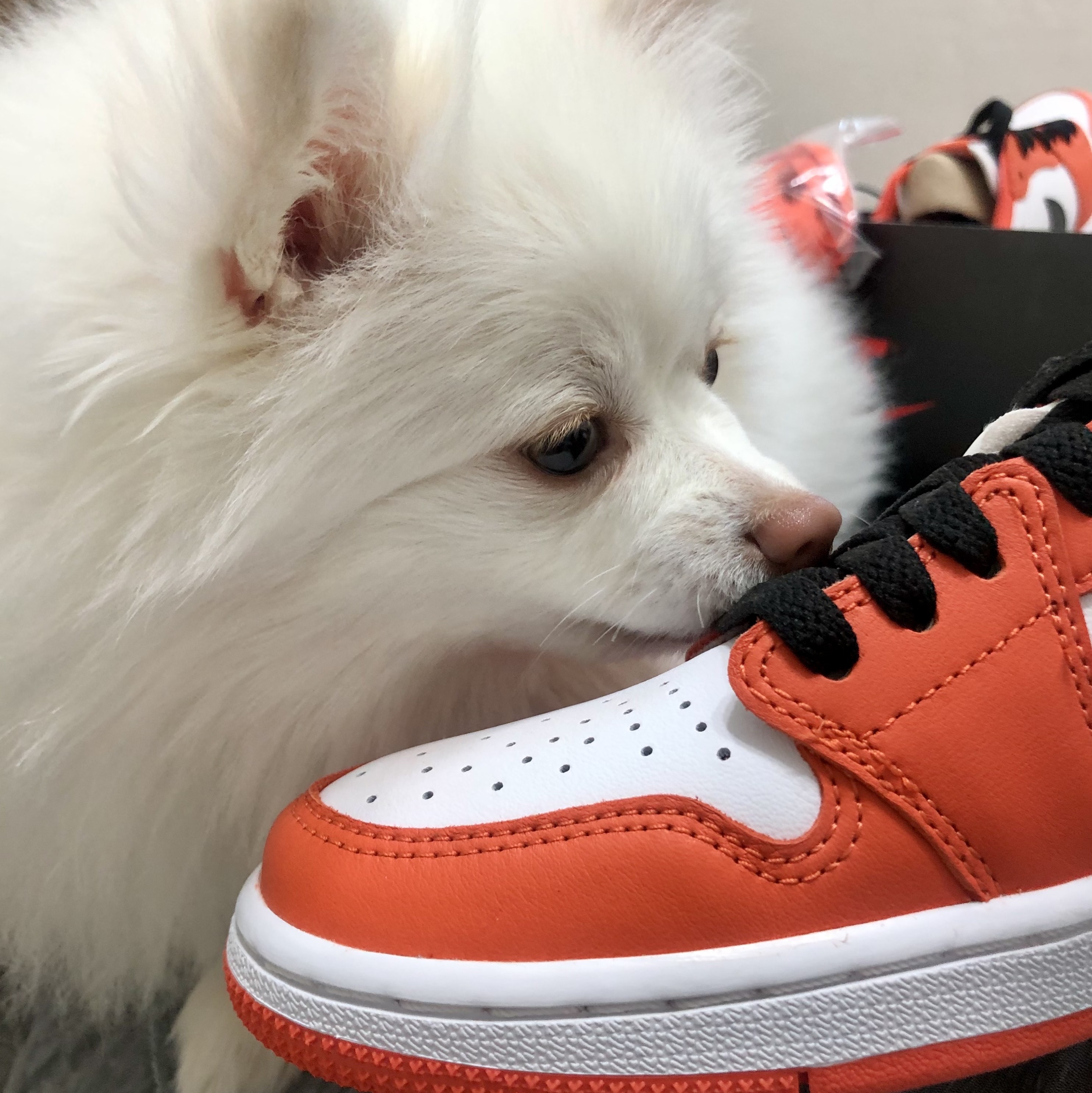 (W) Jordan 1 Low OG Starfish 착용 스타일 - 1