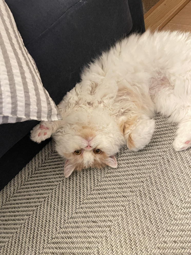 KREAM 프로필 이미지