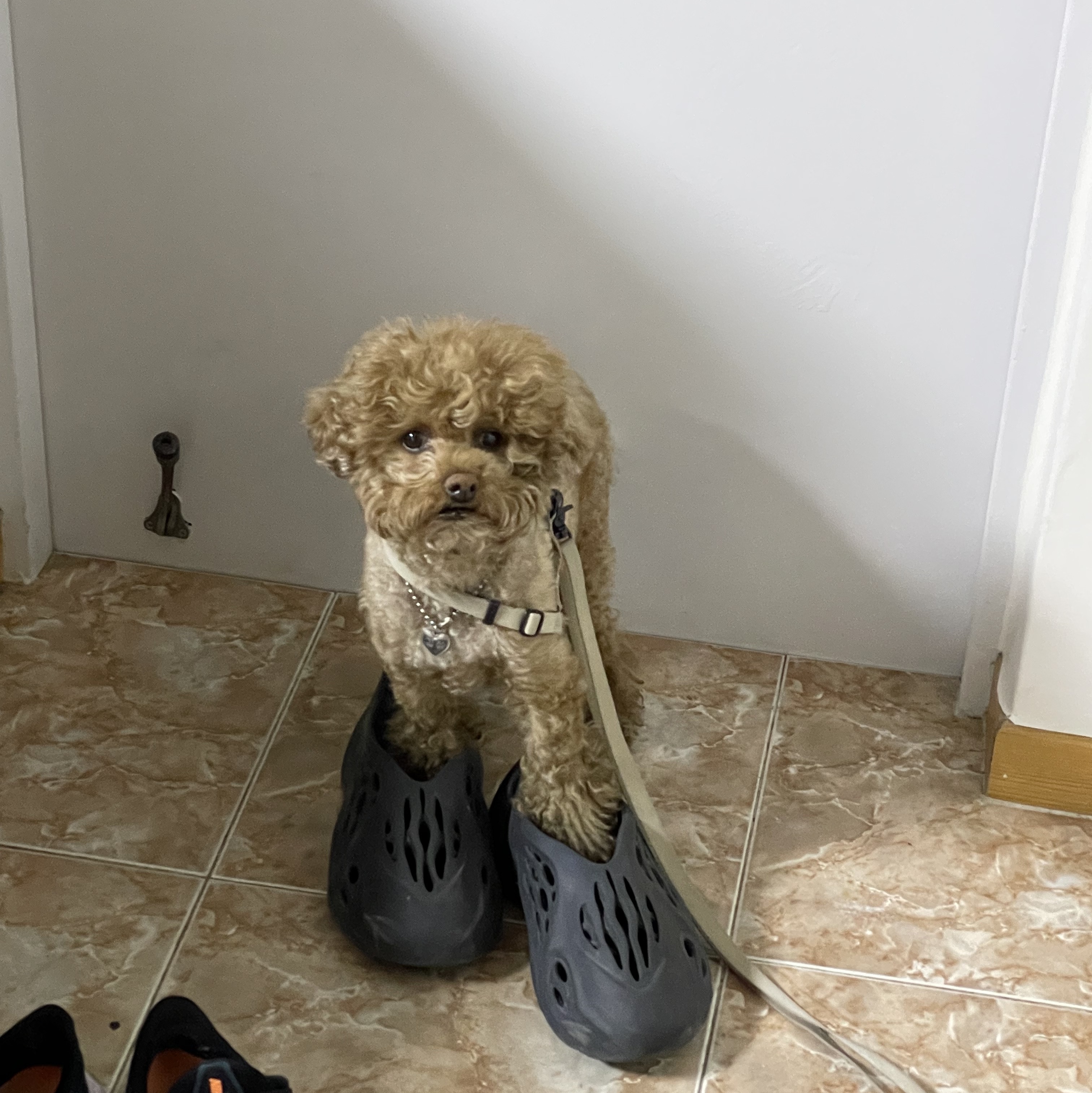 Adidas Yeezy Foam RNNR Mineral Blue 착용 스타일