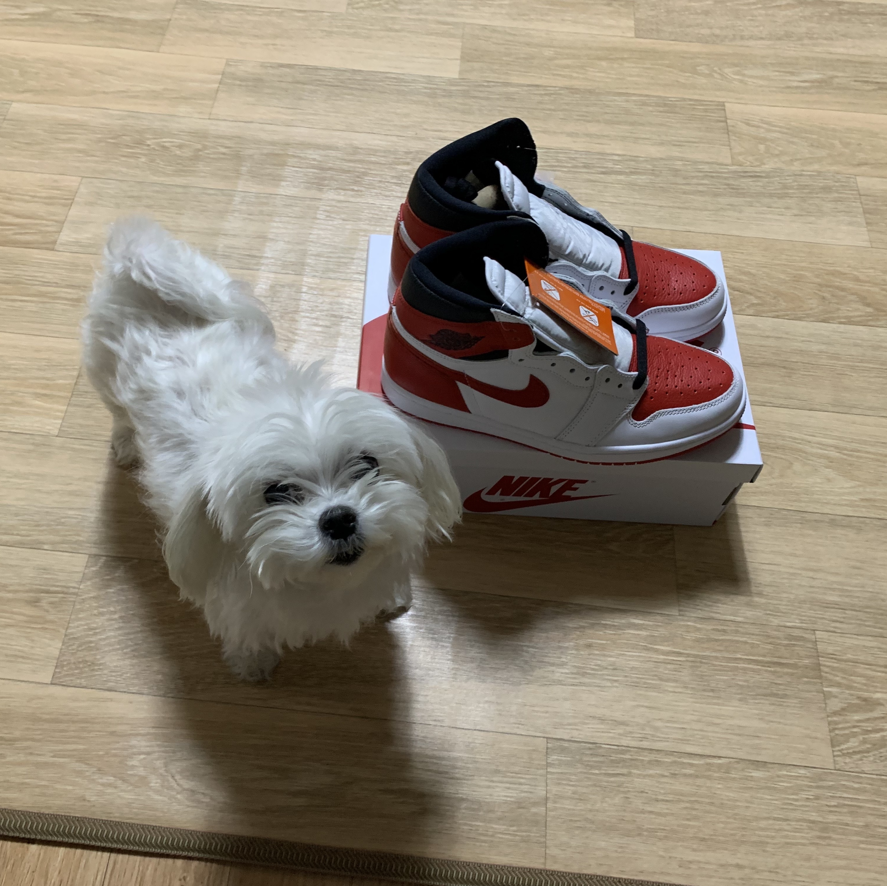 Jordan 1 Retro High OG Heritage 착용 스타일