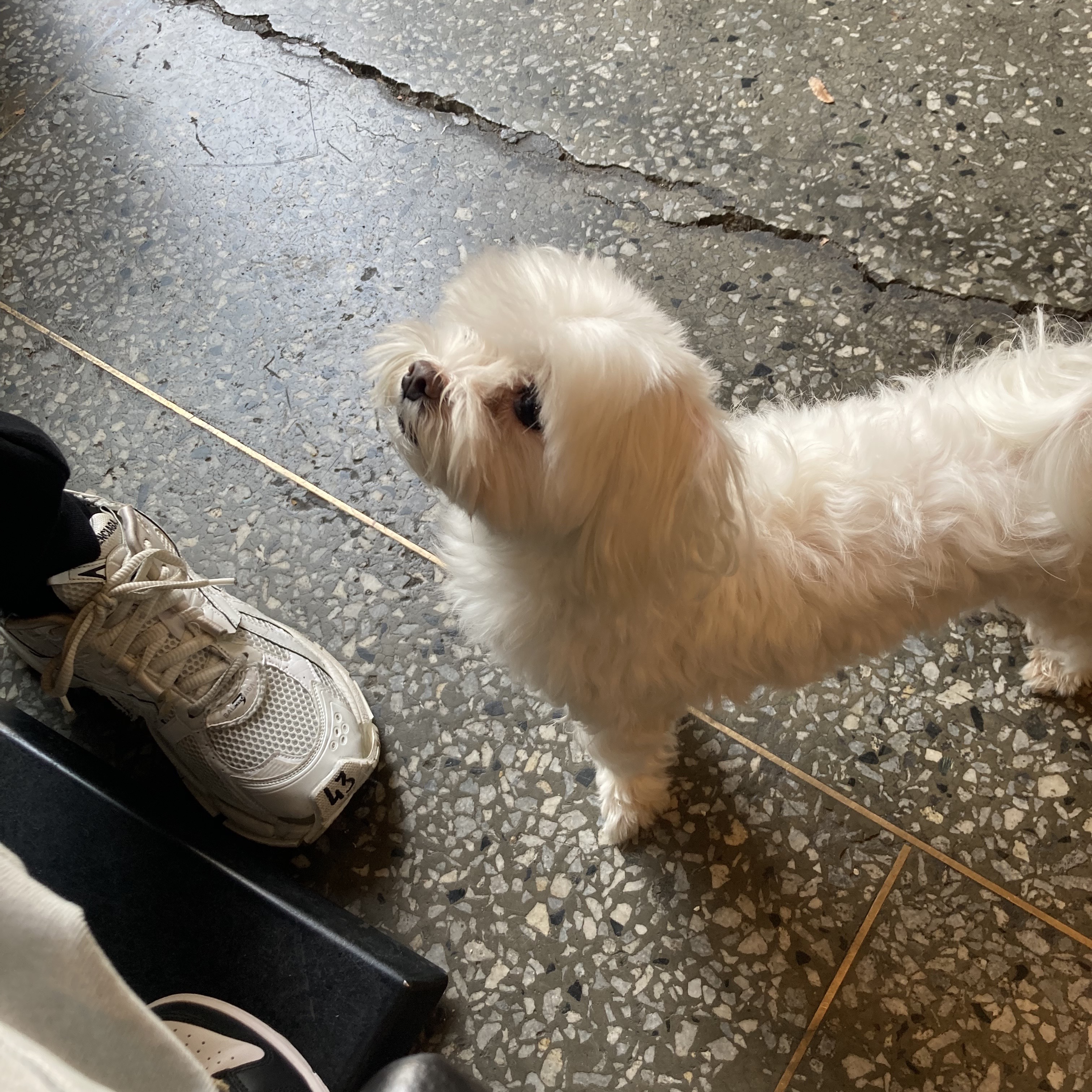 Balenciaga Runner Sneakers White 착용 스타일 - 1