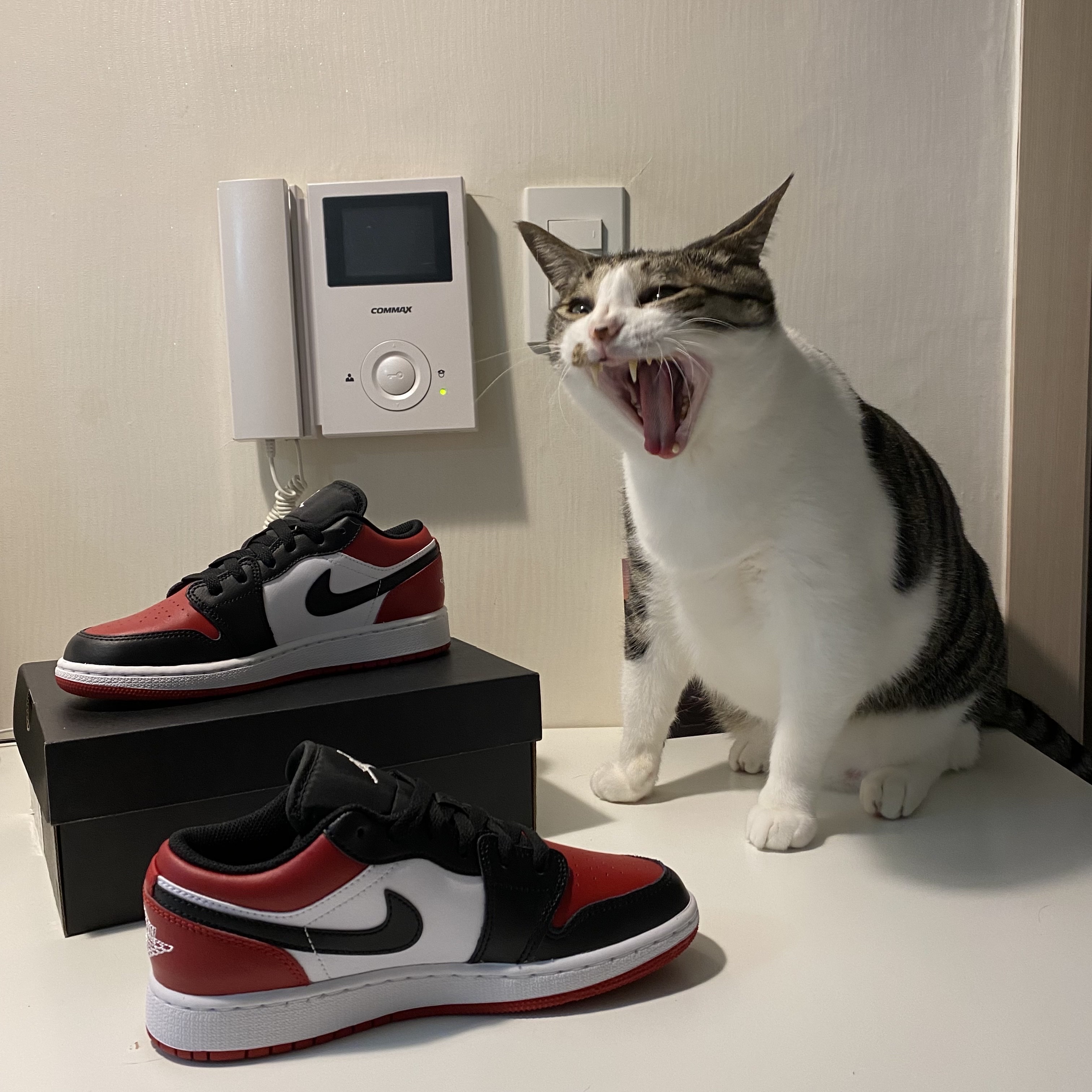 (GS) Jordan 1 Low Bred Toe 착용 스타일 - 1