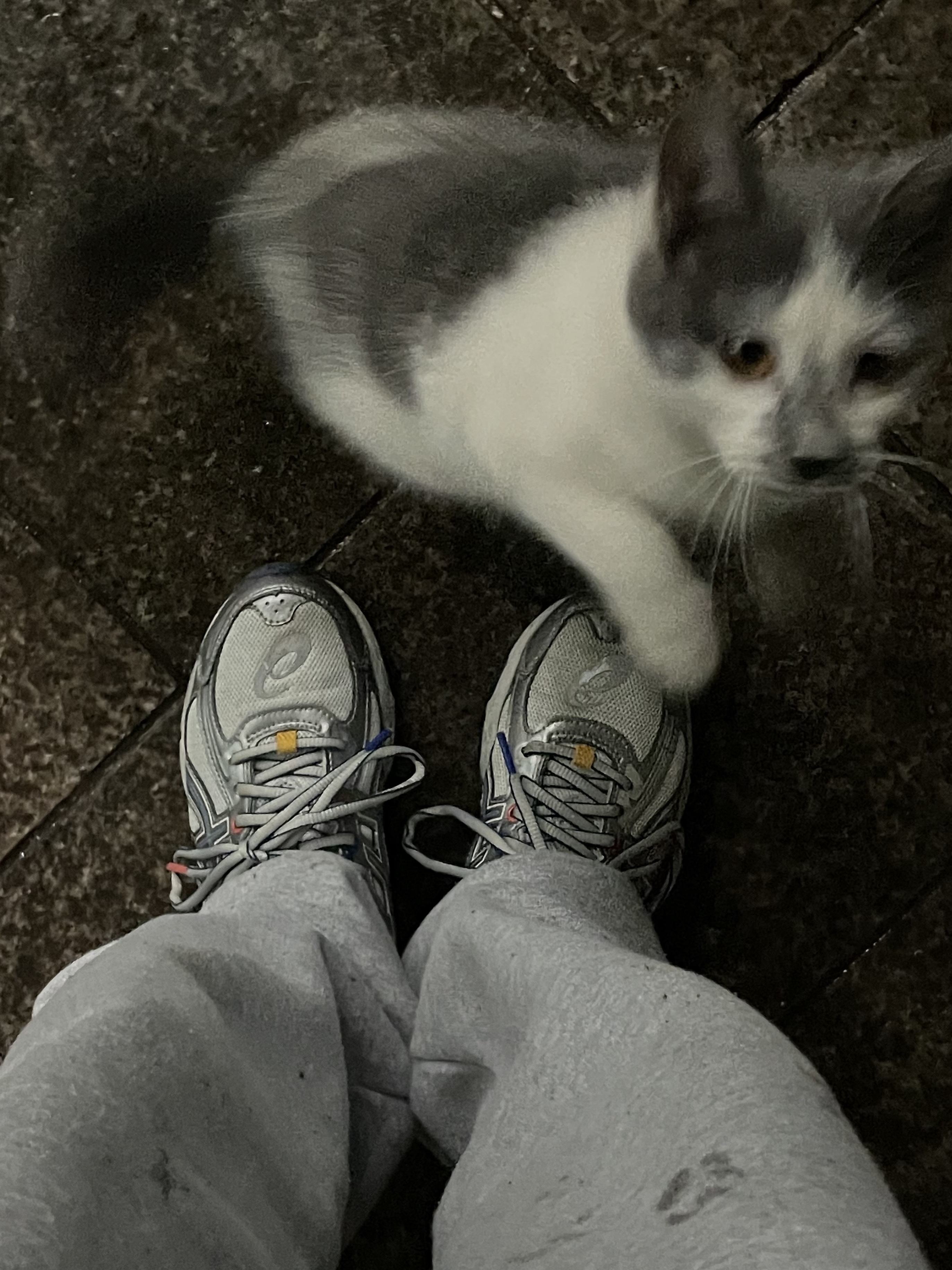 Asics x IAB Studio Gel-Venture 6 착용 스타일