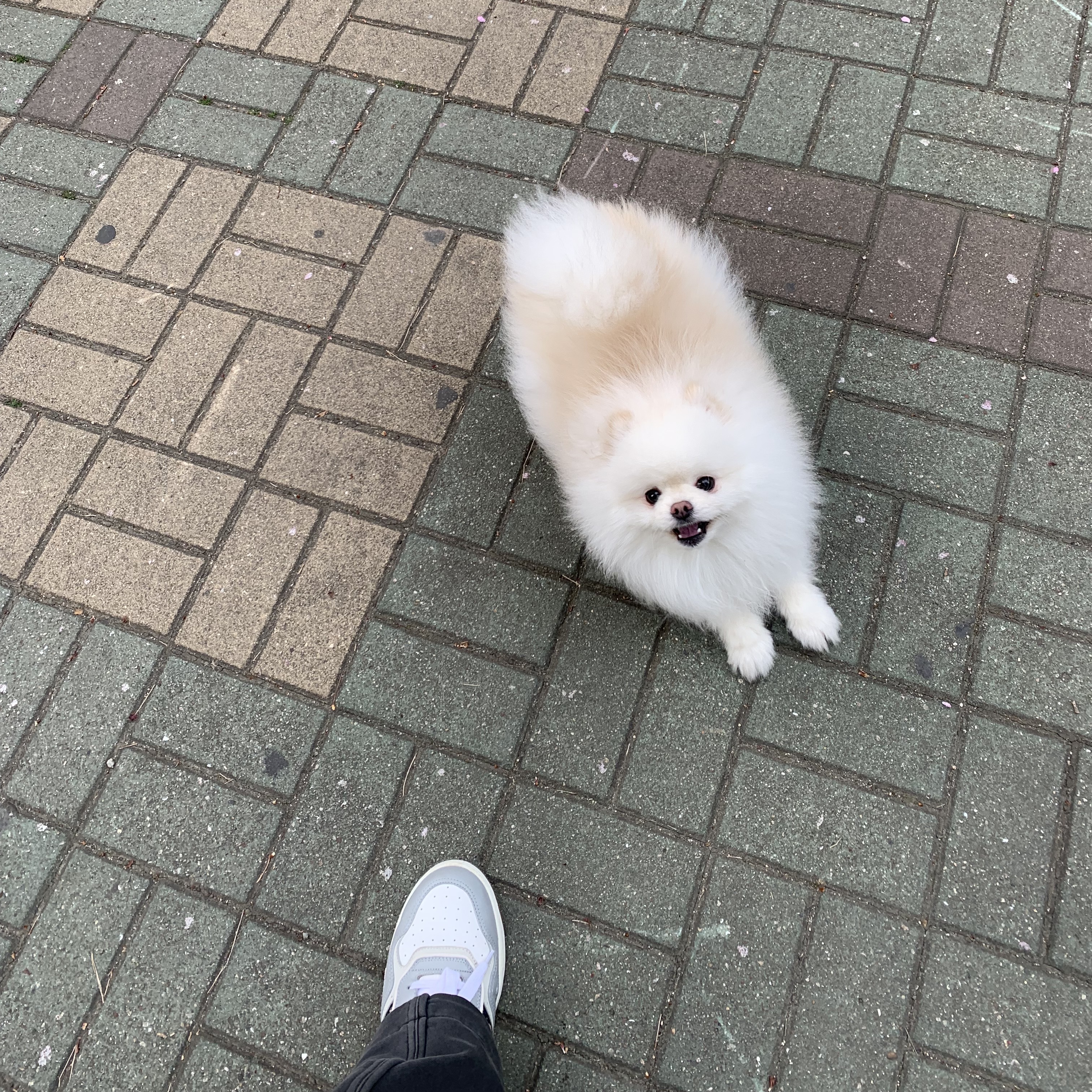 Dior B27 Mid-Top Sneakers Gray 착용 스타일