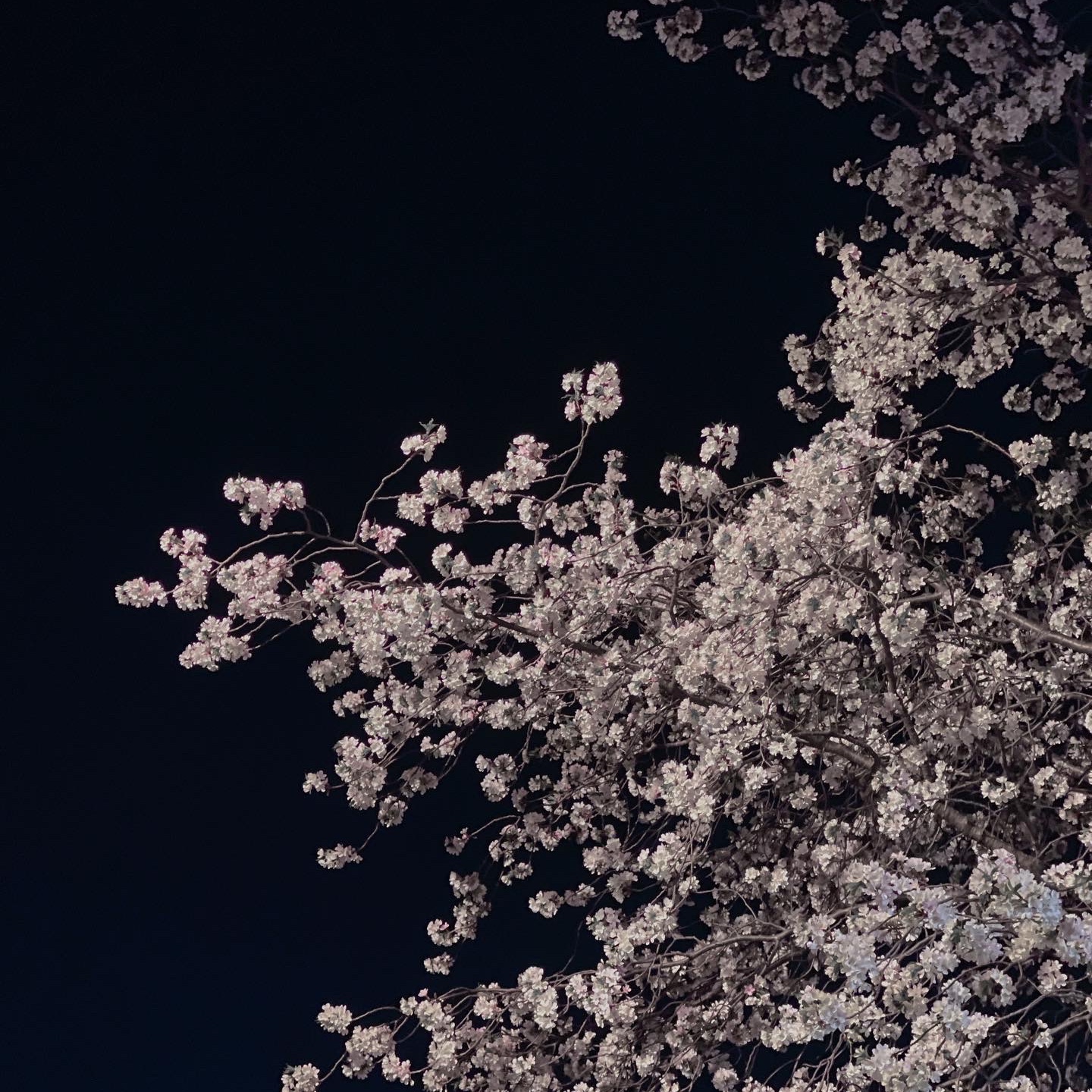 Nike x Stussy Benassi Slide Sail 착용 스타일 - 2