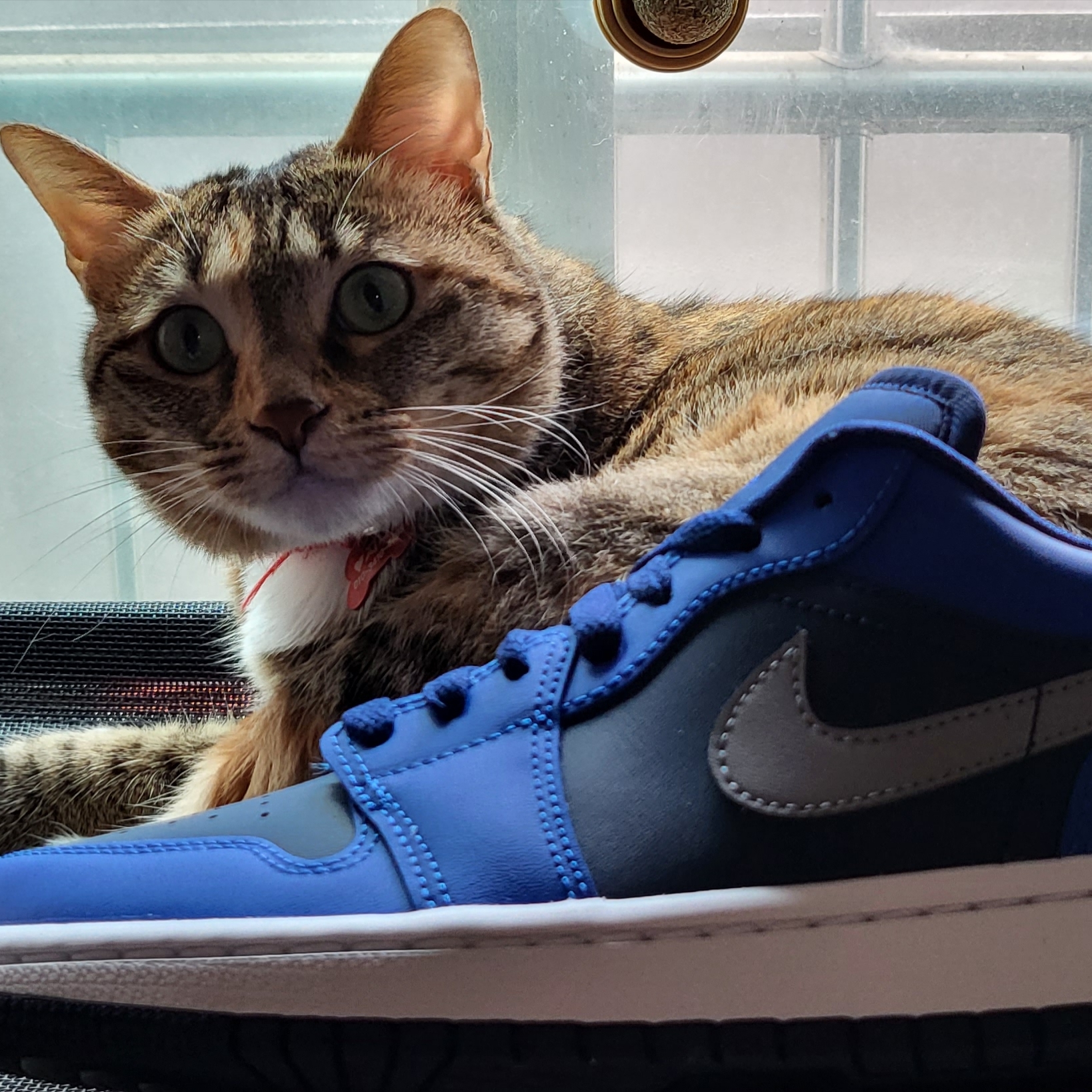 (W) Jordan 1 Low Game Royal 착용 스타일