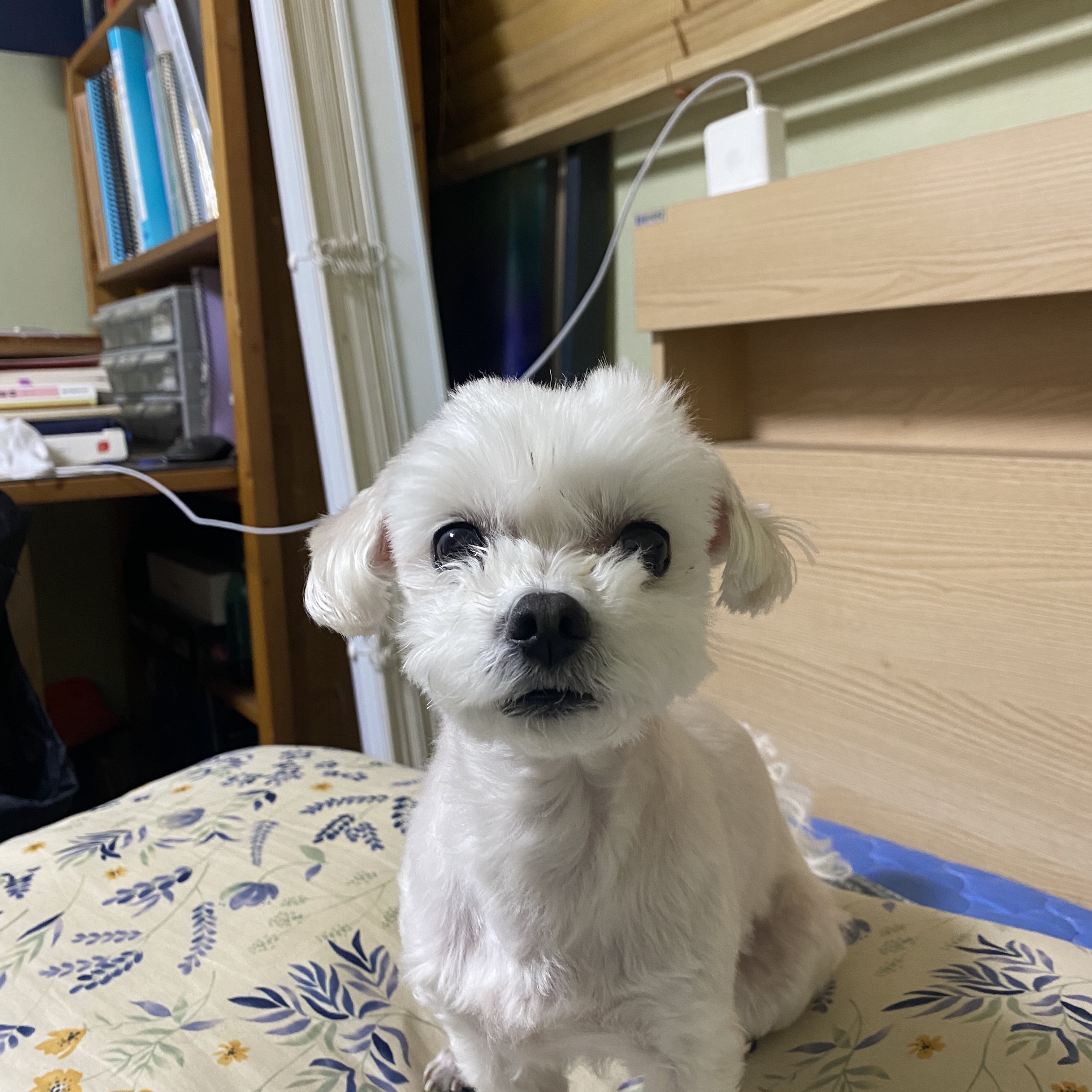 하니님의 스타일