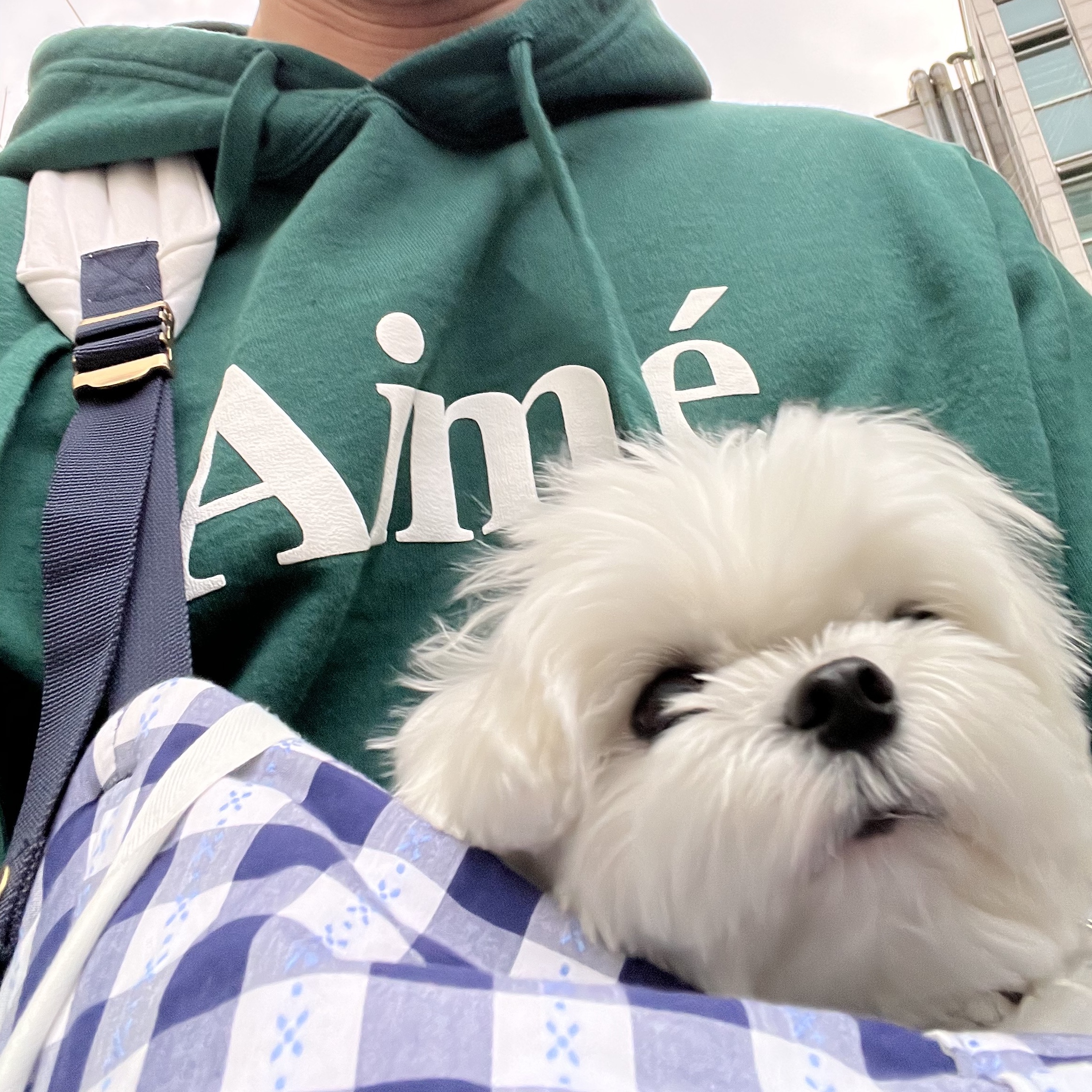 Aime Leon Dore Aime Logo Hoodie Rain Forest 착용 스타일