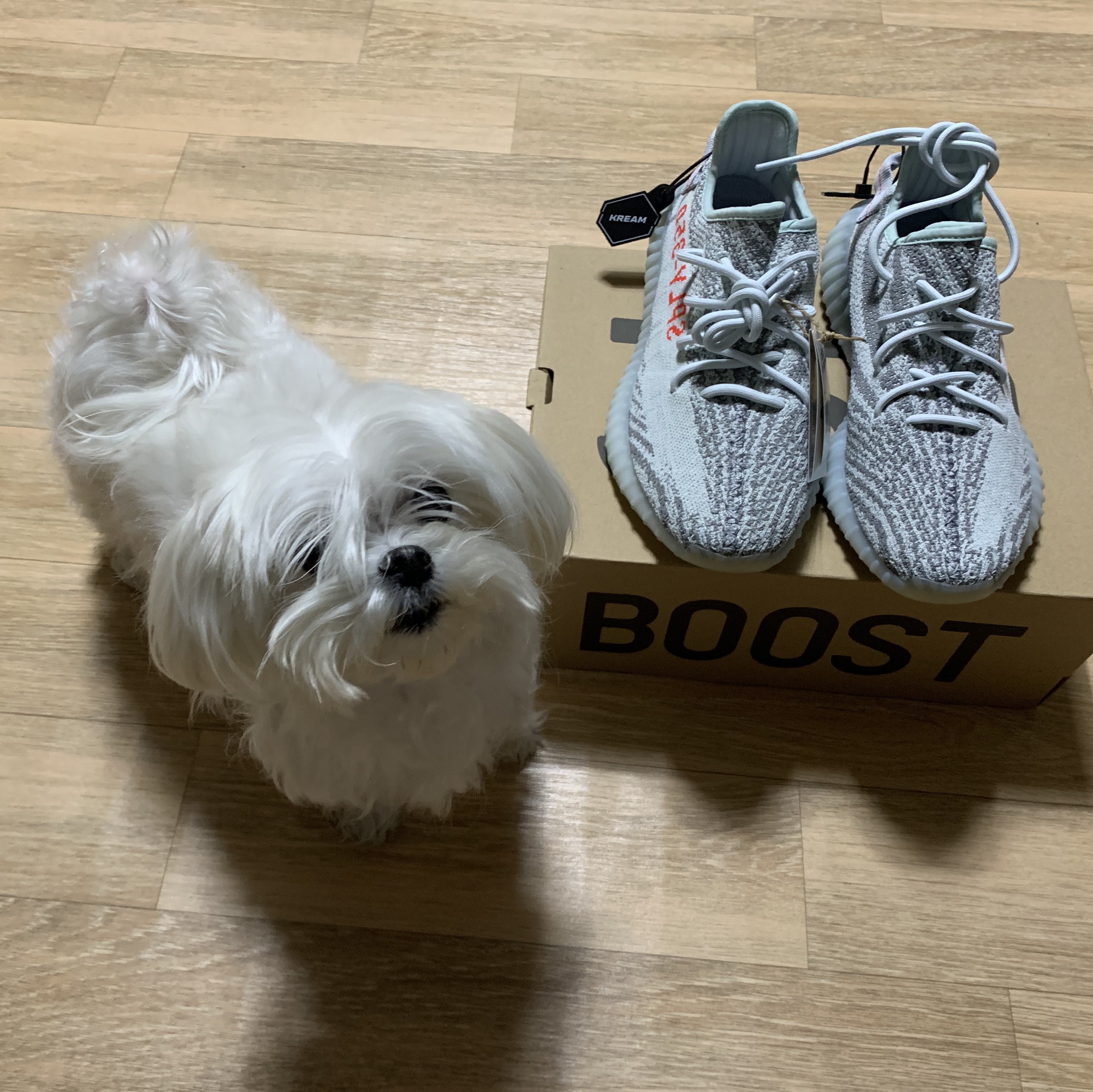 Adidas Yeezy Boost 350 V2 Blue Tint 2017 착용 스타일