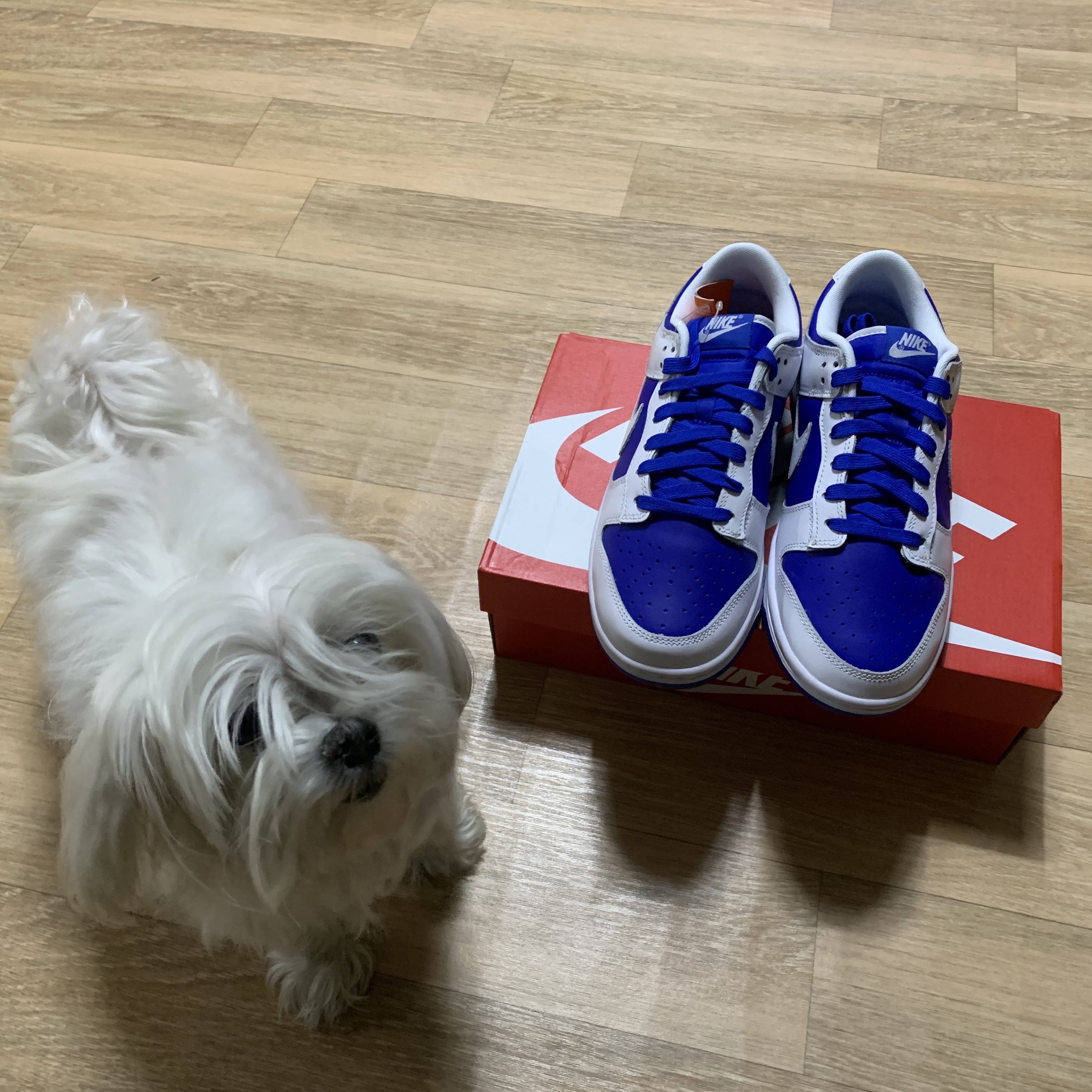 Nike Dunk Low Retro Racer Blue and White 착용 스타일