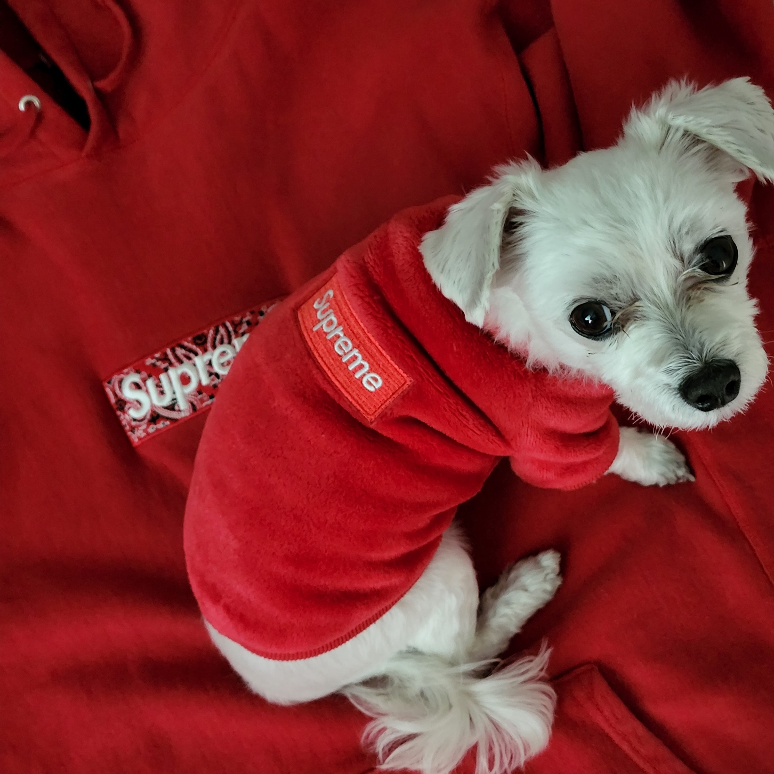 Supreme Bandana Box Logo Hooded Sweatshirt Red - 19FW 착용 스타일