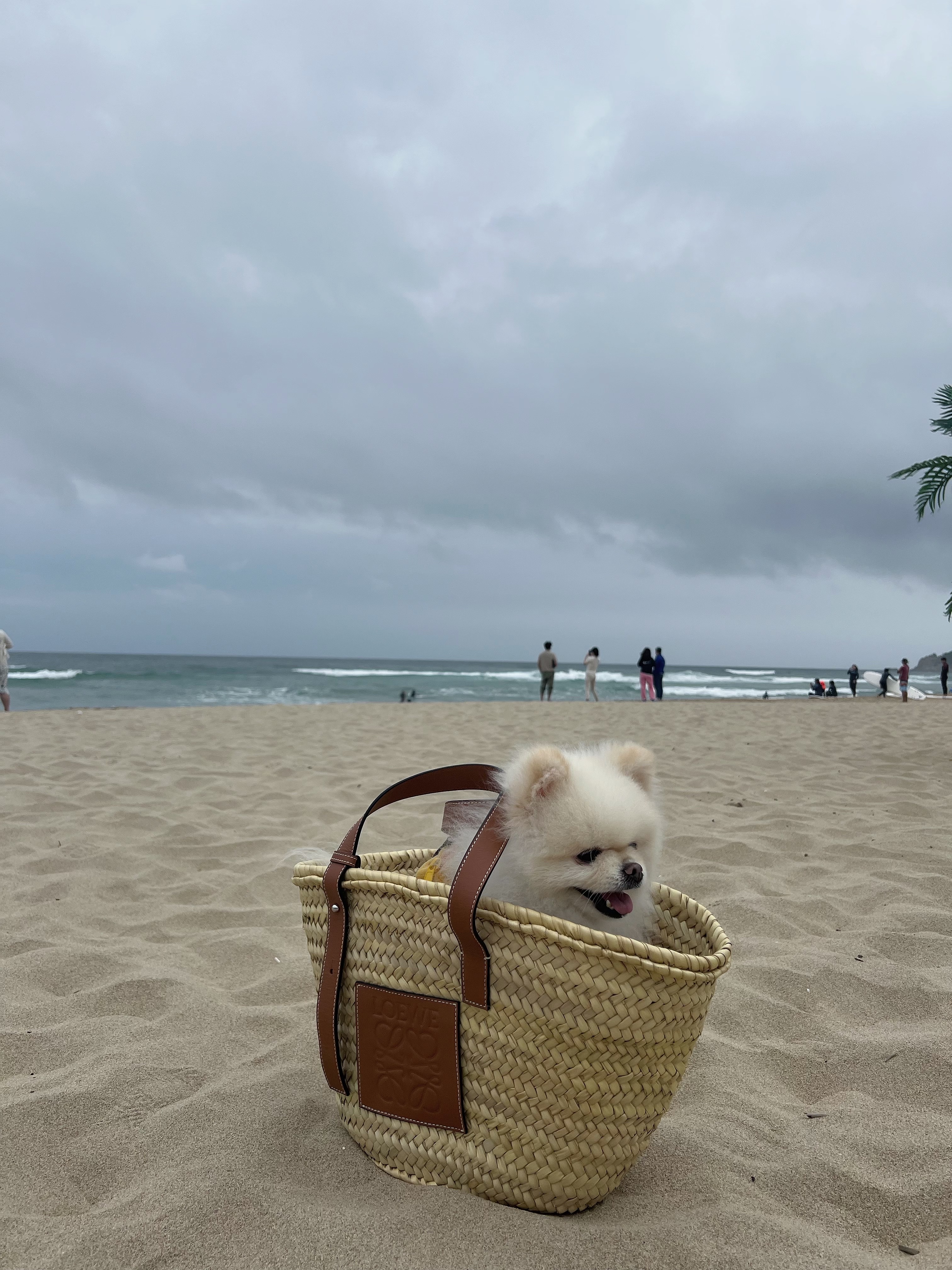 Loewe Basket Bag in Palm Leaf and Calfskin Natural Tan 착용 스타일 - 2
