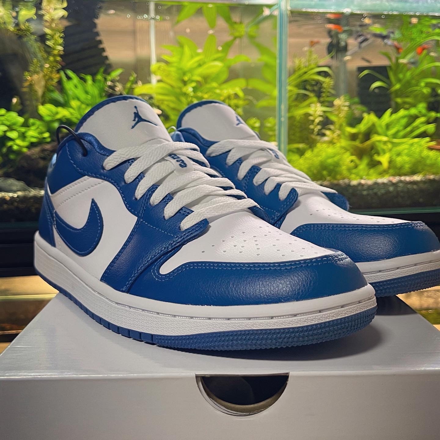 (W) Jordan 1 Low White Dark Marina Blue 착용 스타일 - 1