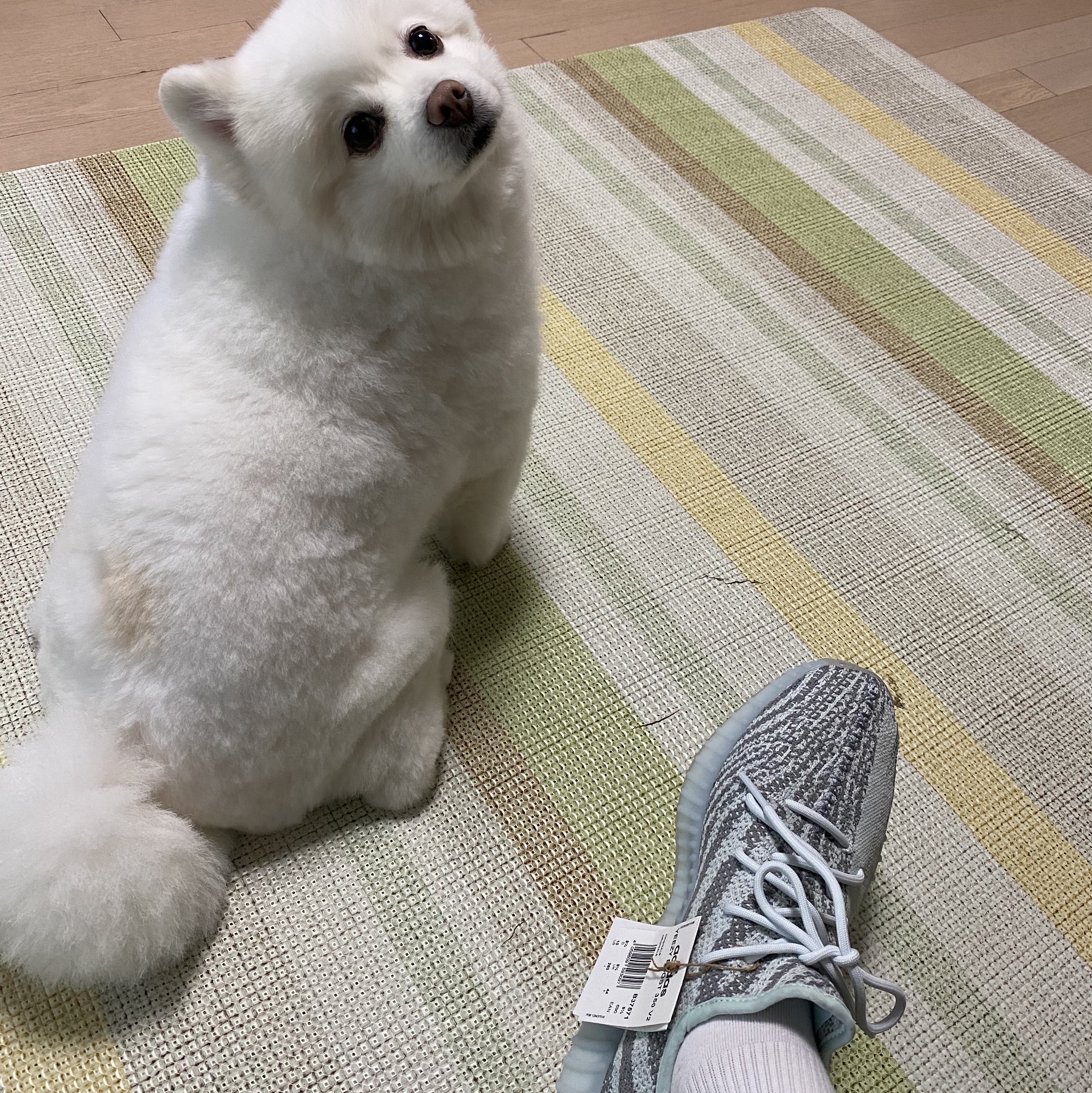 Adidas Yeezy Boost 350 V2 Blue Tint 2017 착용 스타일