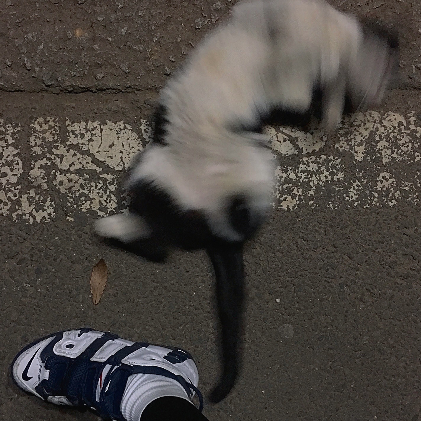 Nike Air More Uptempo Olympics 2012, (GS) Nike Air More Uptempo Olympic 2020 착용 스타일 - 1