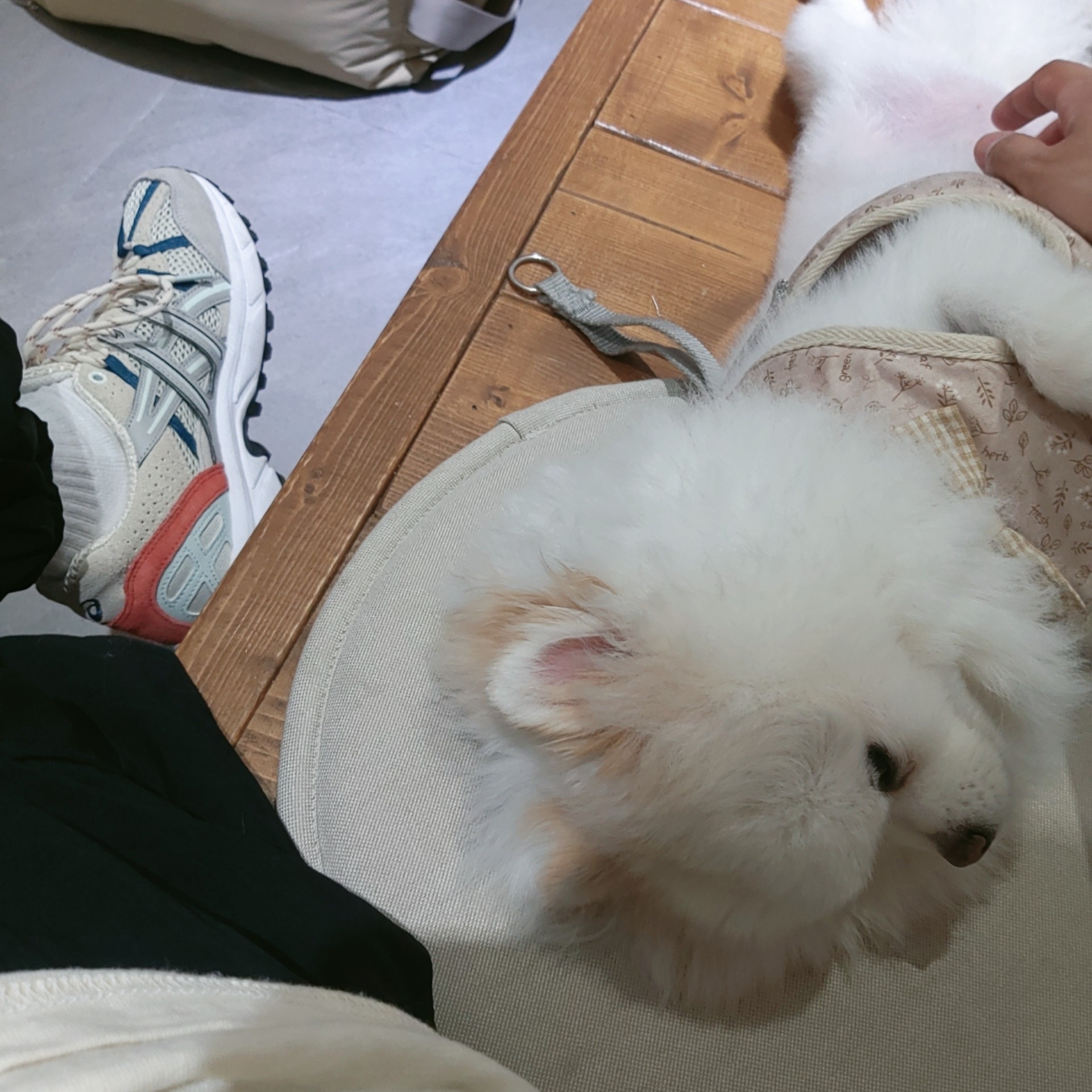 (W) Asics Gel-Sonoma 15-50 Smoke Grey Oyster Grey, (W) Chloe Woody Flat Mule White 착용 스타일 - 1