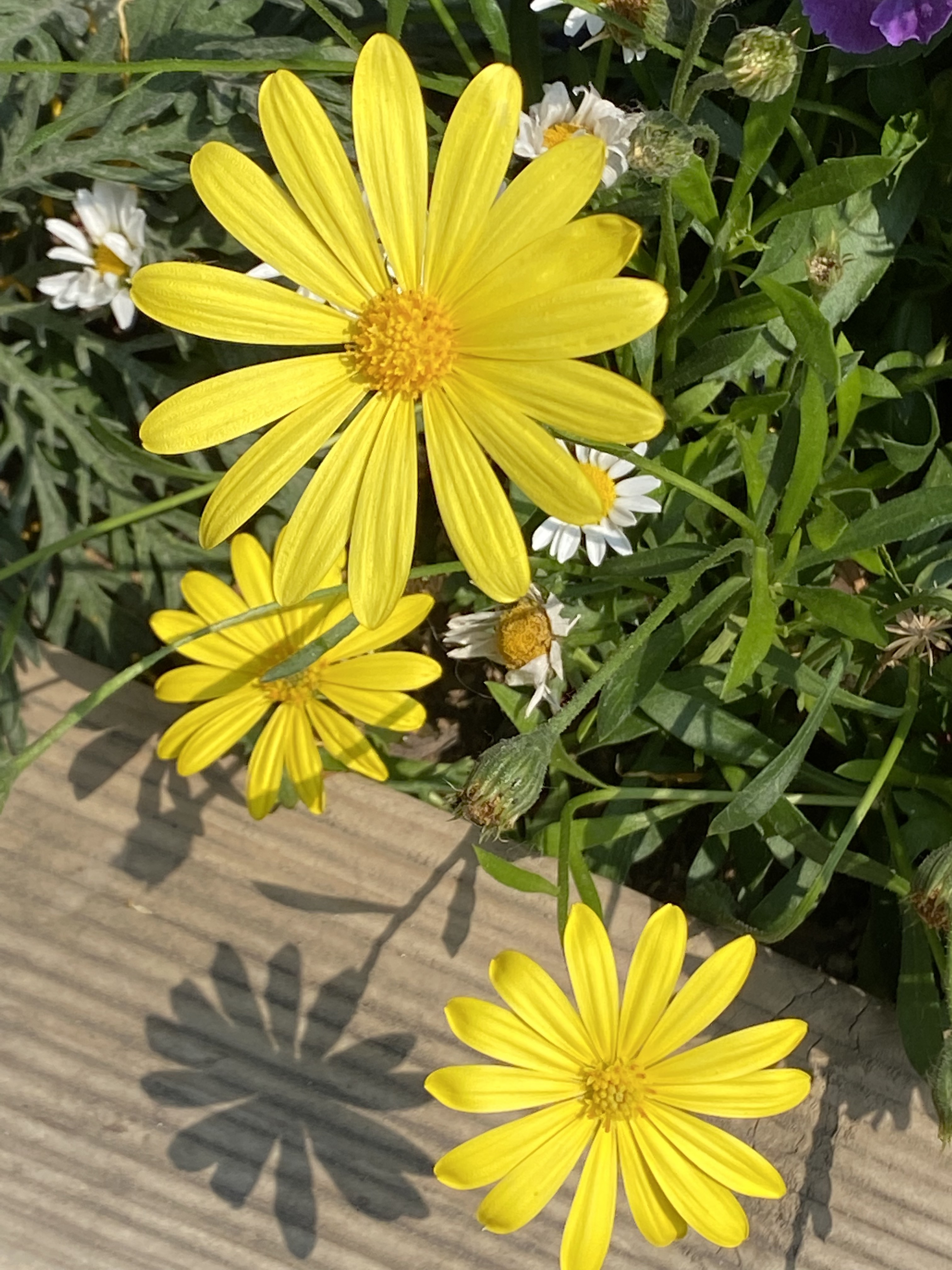 지구고양이님의 스타일 - 4