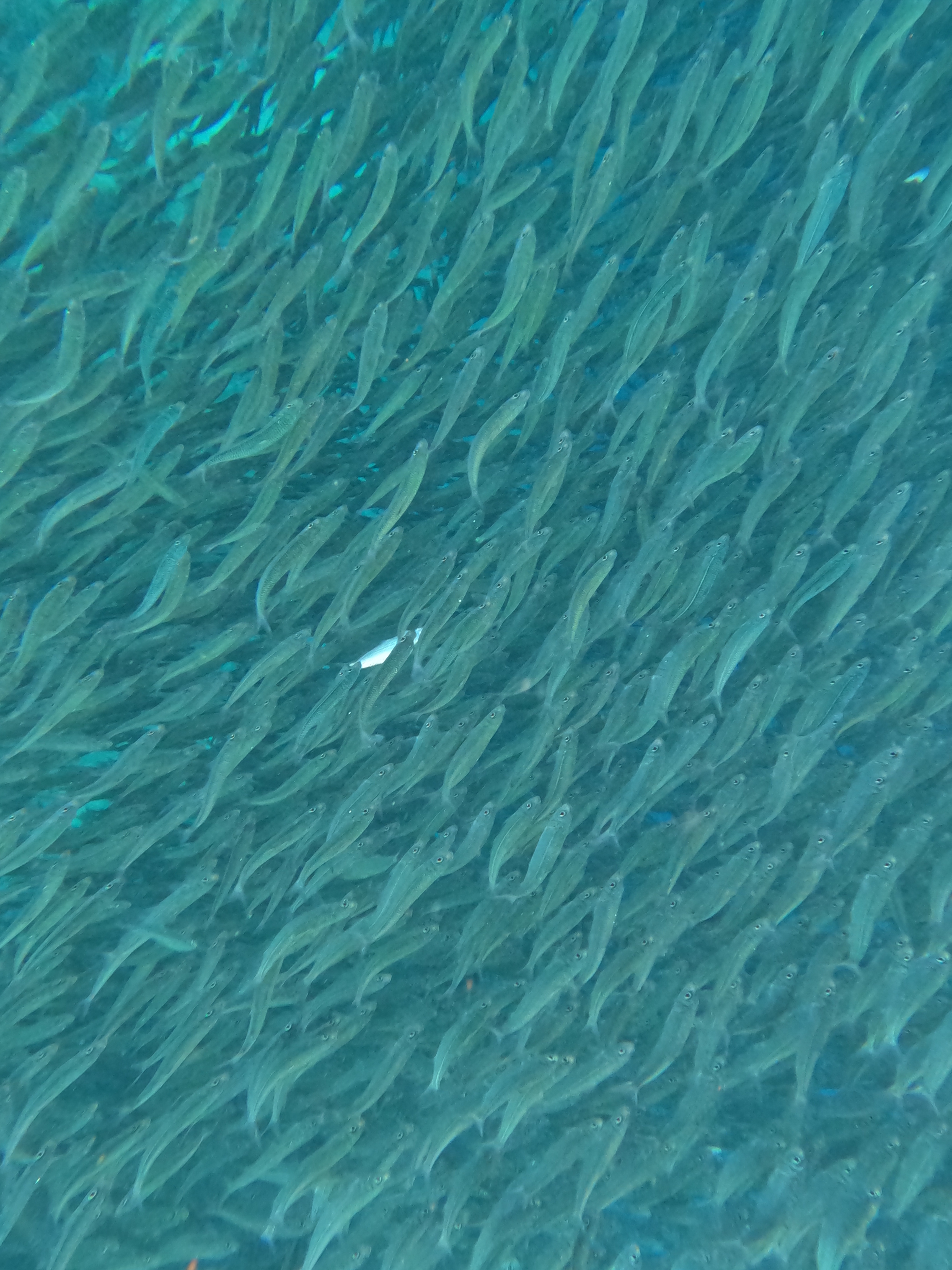 Supreme x Cressi Snorkel Set Red - 19SS, Supreme SealLine Discovery Dry Bag 20L Red - 19SS 착용 스타일 - 2