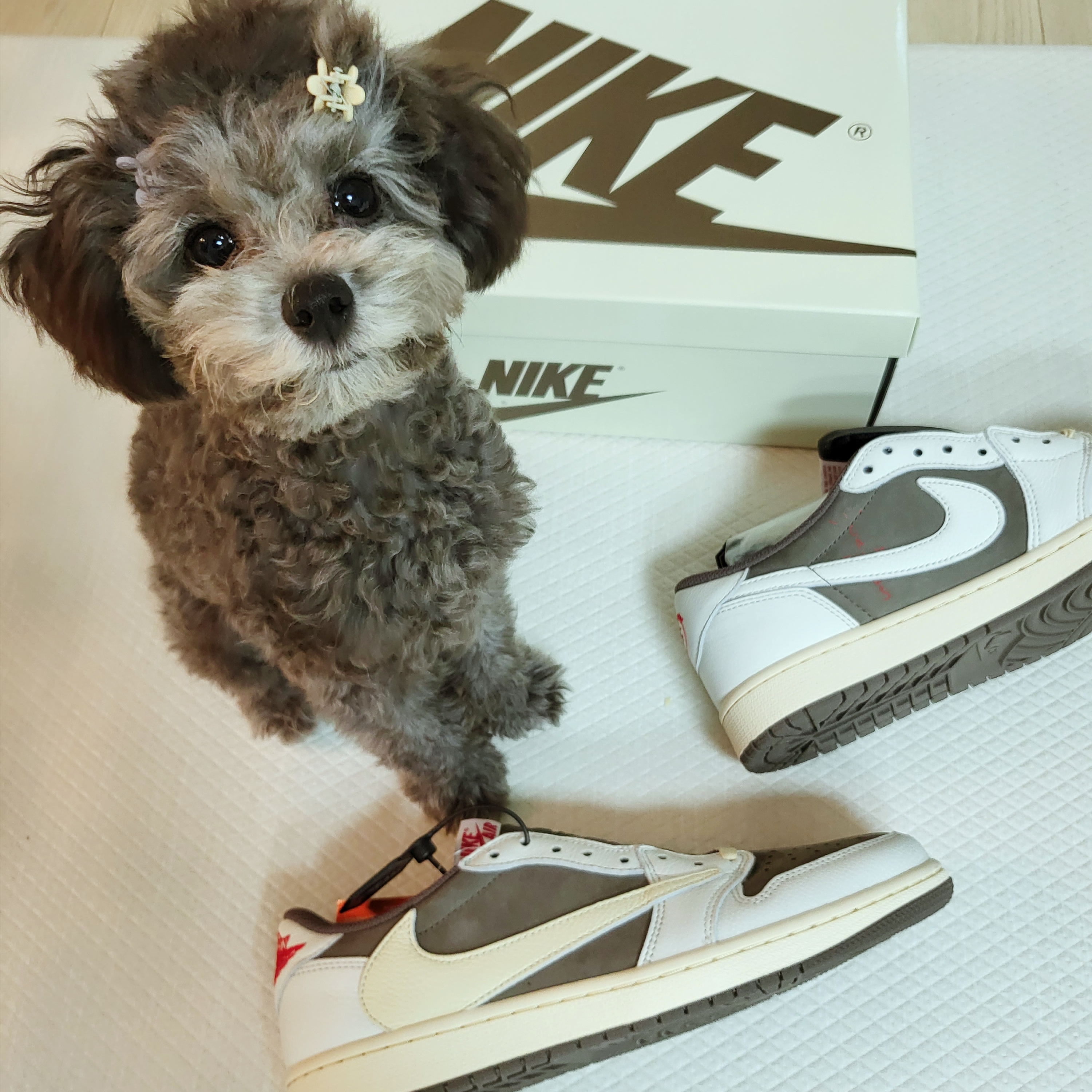 Jordan 1 x Travis Scott Retro Low OG SP Sail and Ridgerock 착용 스타일