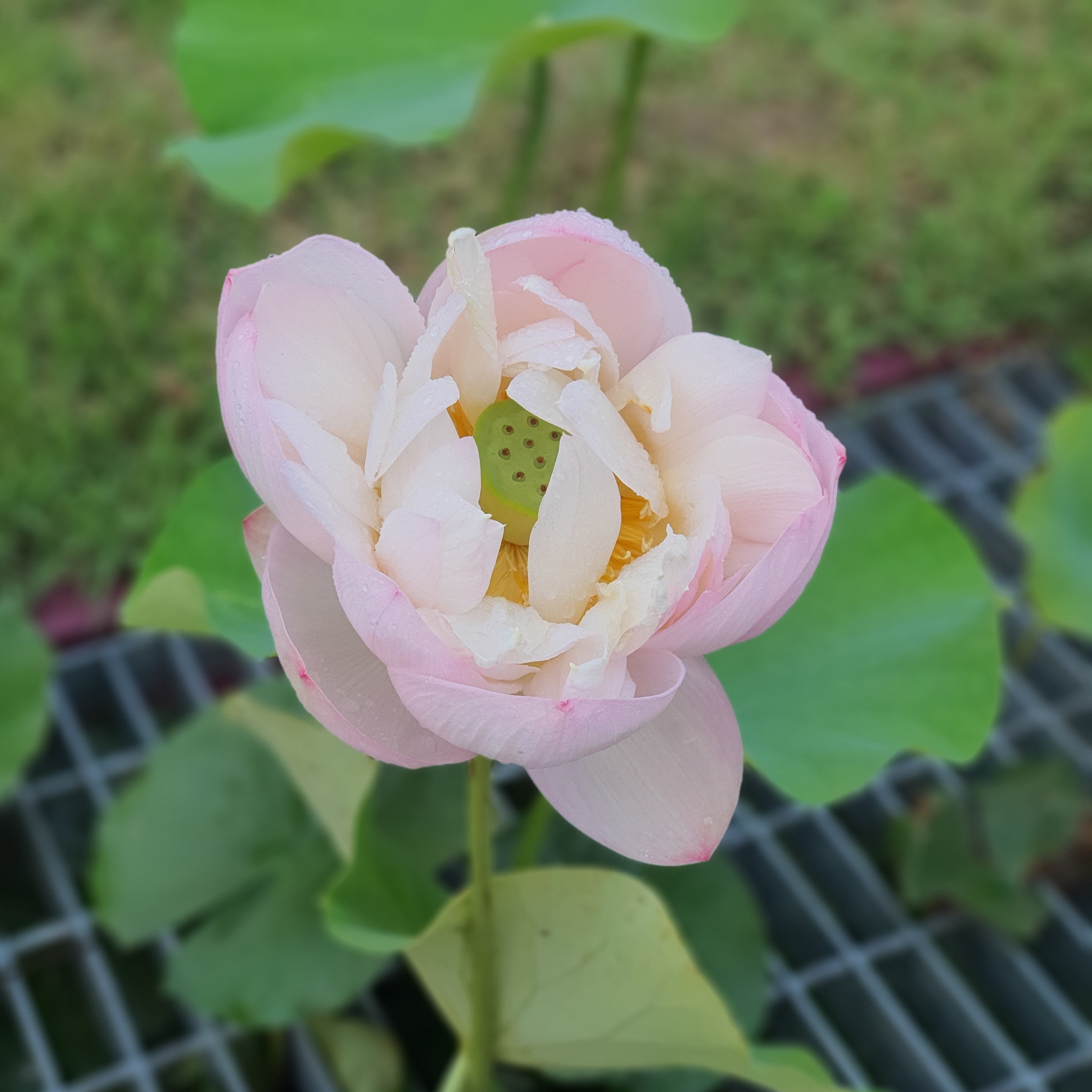 otgon narangerel님의 스타일
