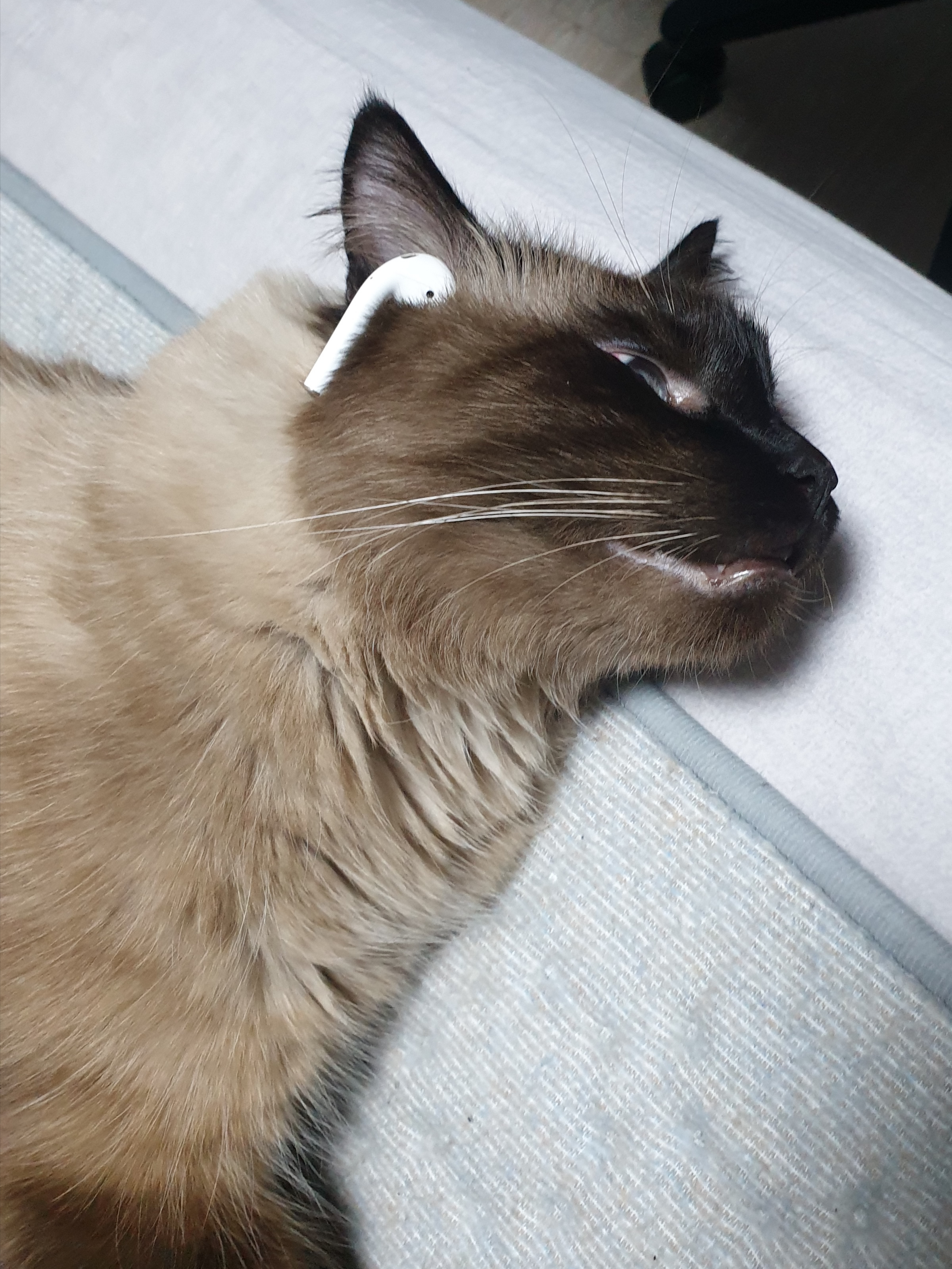 Apple AirPods 2nd Gen (Korean Ver.) 착용 스타일