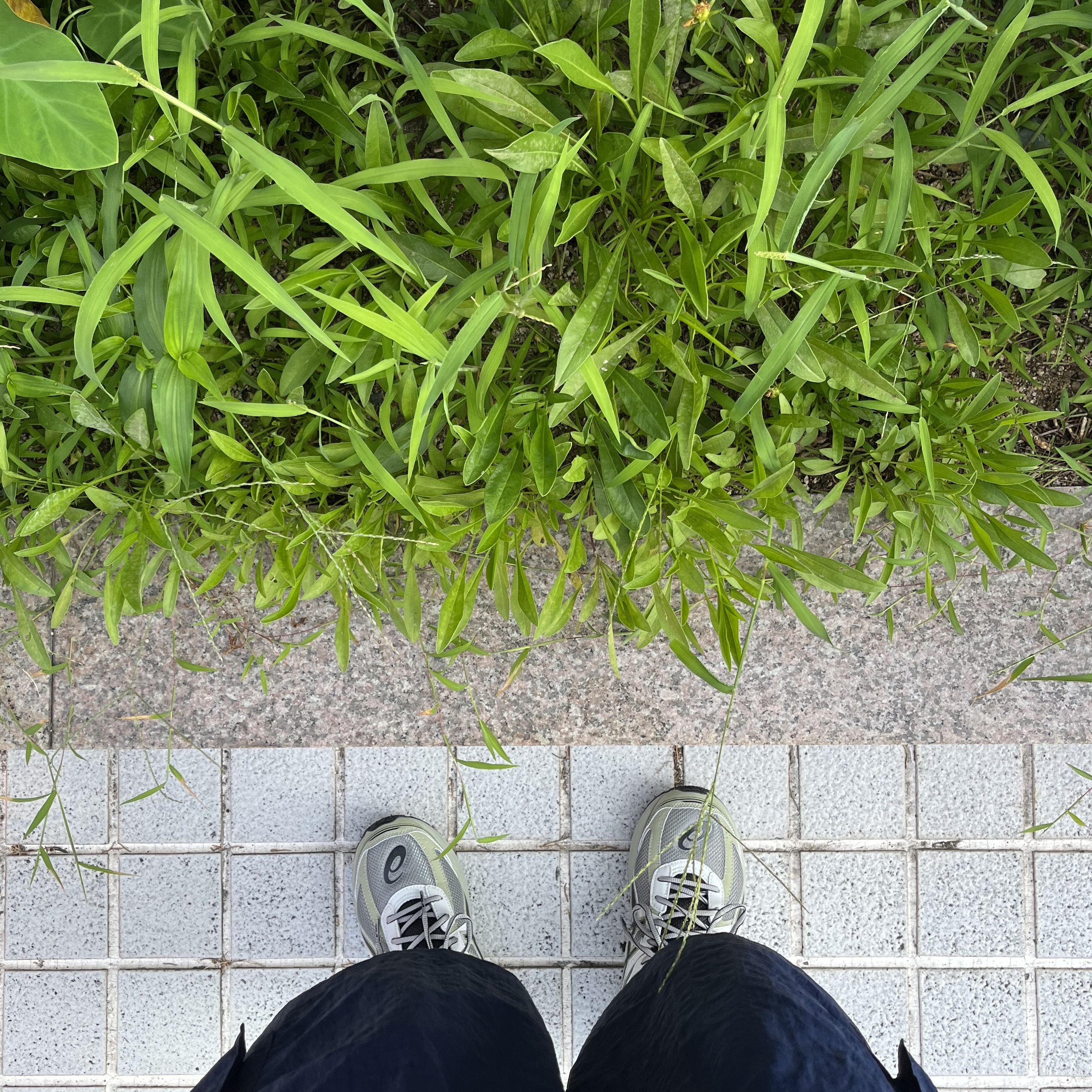 Asics Jog 100 S Sheet Rock - 2E Wide 착용 스타일