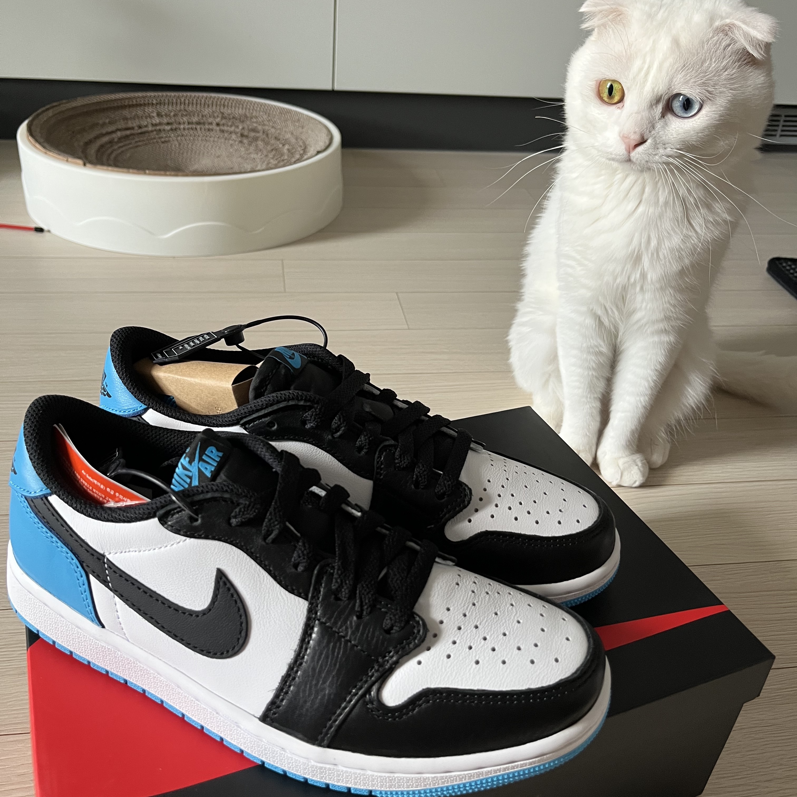 Jordan 1 Retro Low OG Black and Dark Powder Blue 착용 스타일 - 1