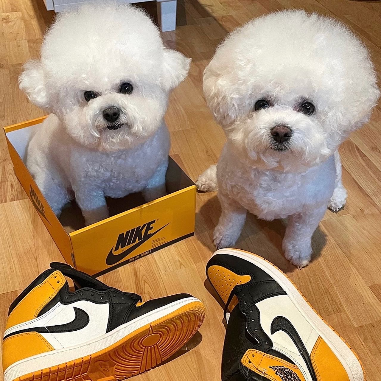 Jordan 1 Retro High OG Taxi 착용 스타일 - 2