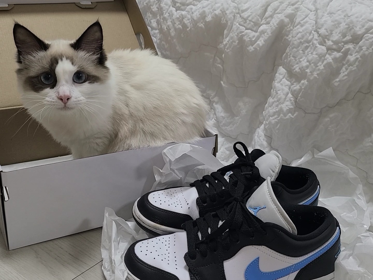 (W) Jordan 1 Low Black University Blue 착용 스타일