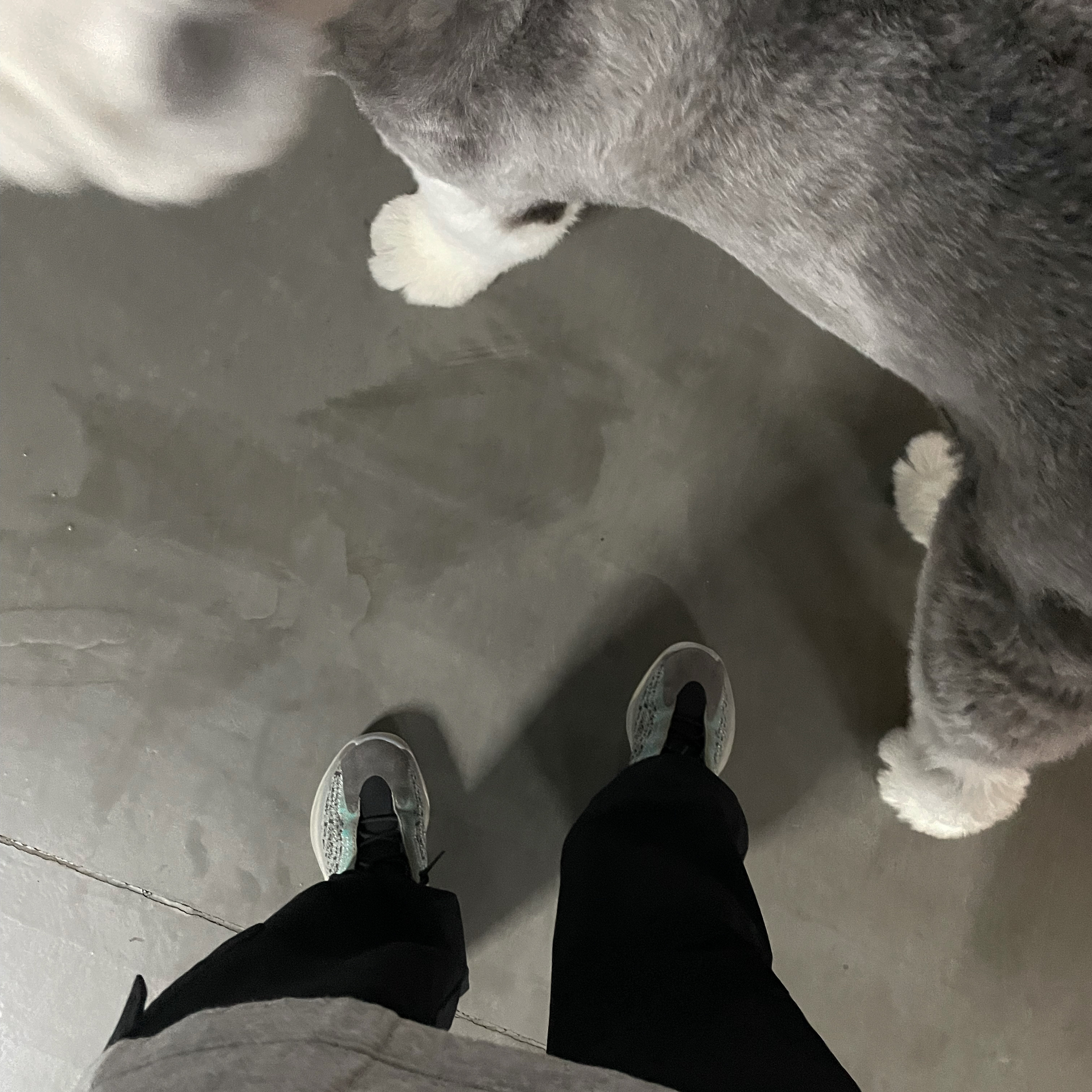 Adidas Yeezy QNTM Teal Blue 착용 스타일