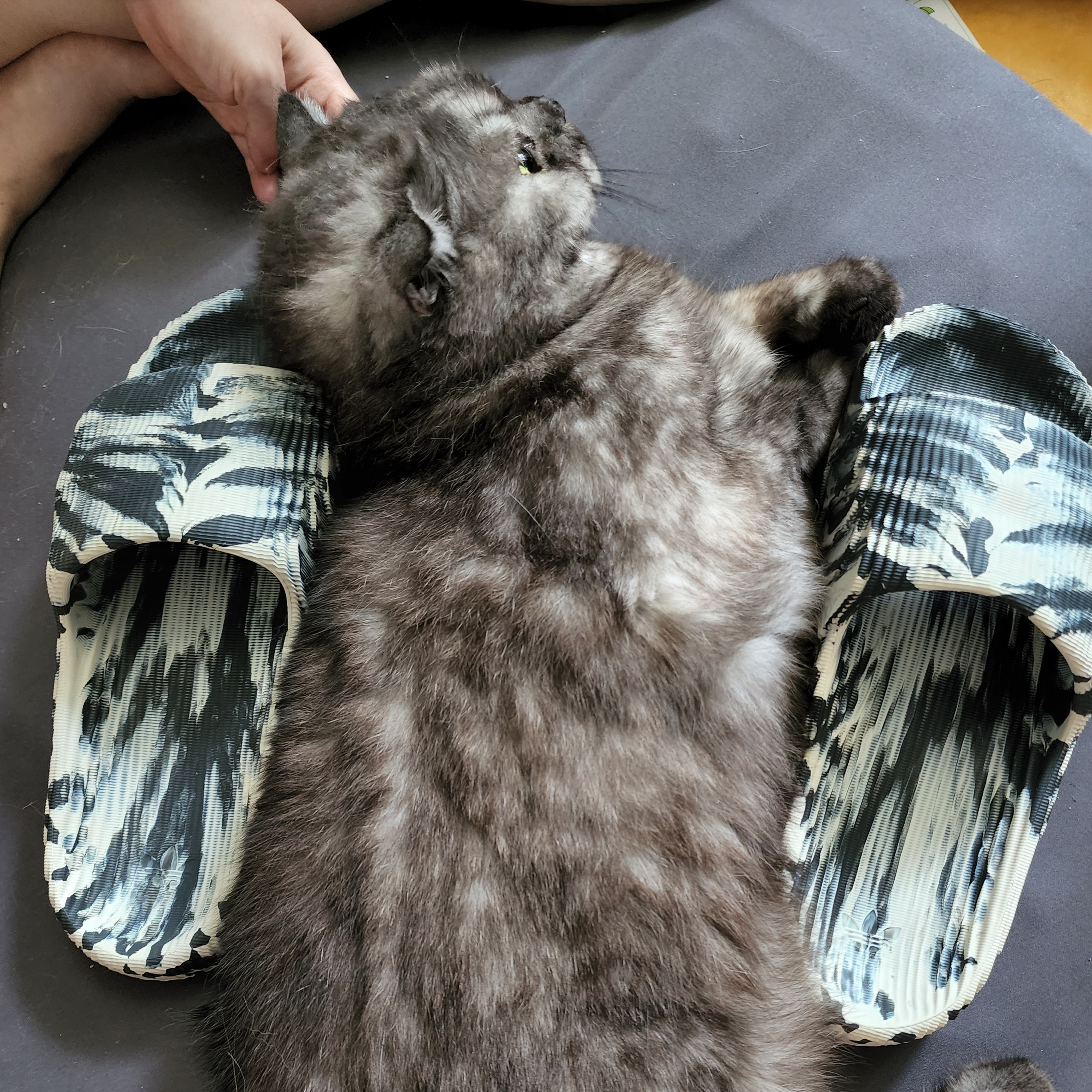 Adidas Adilette 22 Magic Lime Desert Sand, Adidas Adilette 22 Carbon Aluminium 착용 스타일 - 3