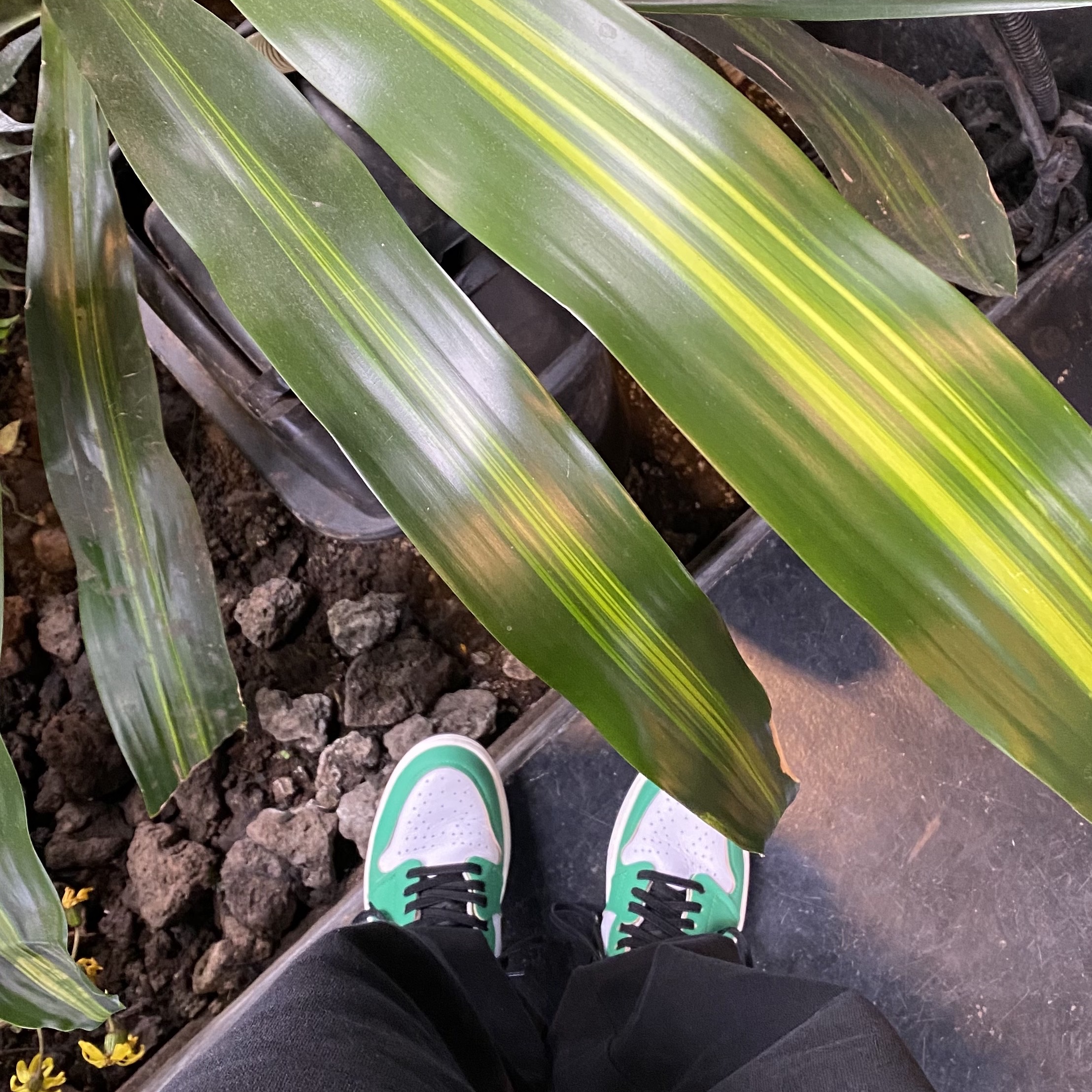 (W) Jordan 1 Retro High OG Lucky Green 착용 스타일