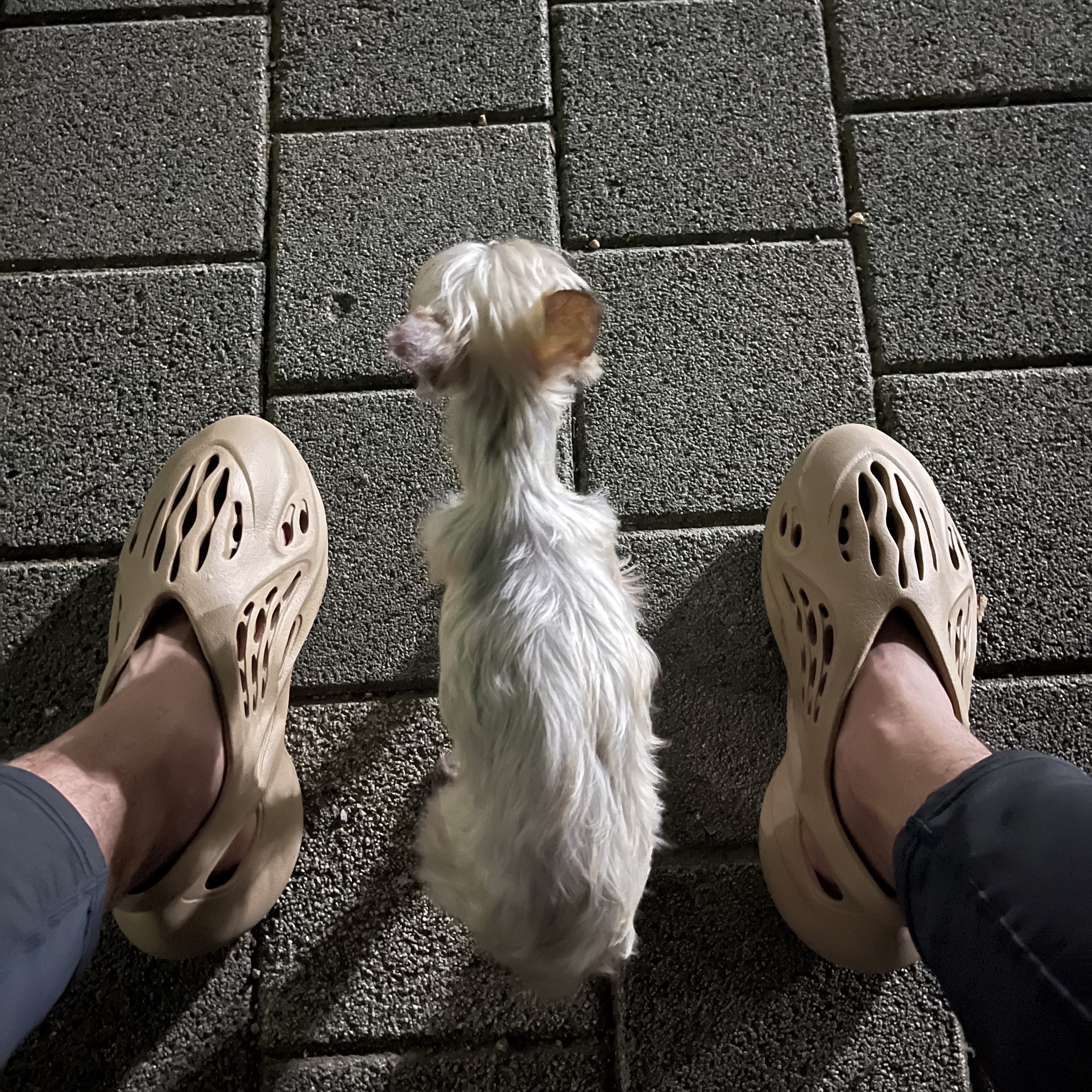 Adidas Yeezy Foam RNNR Ochre 착용 스타일