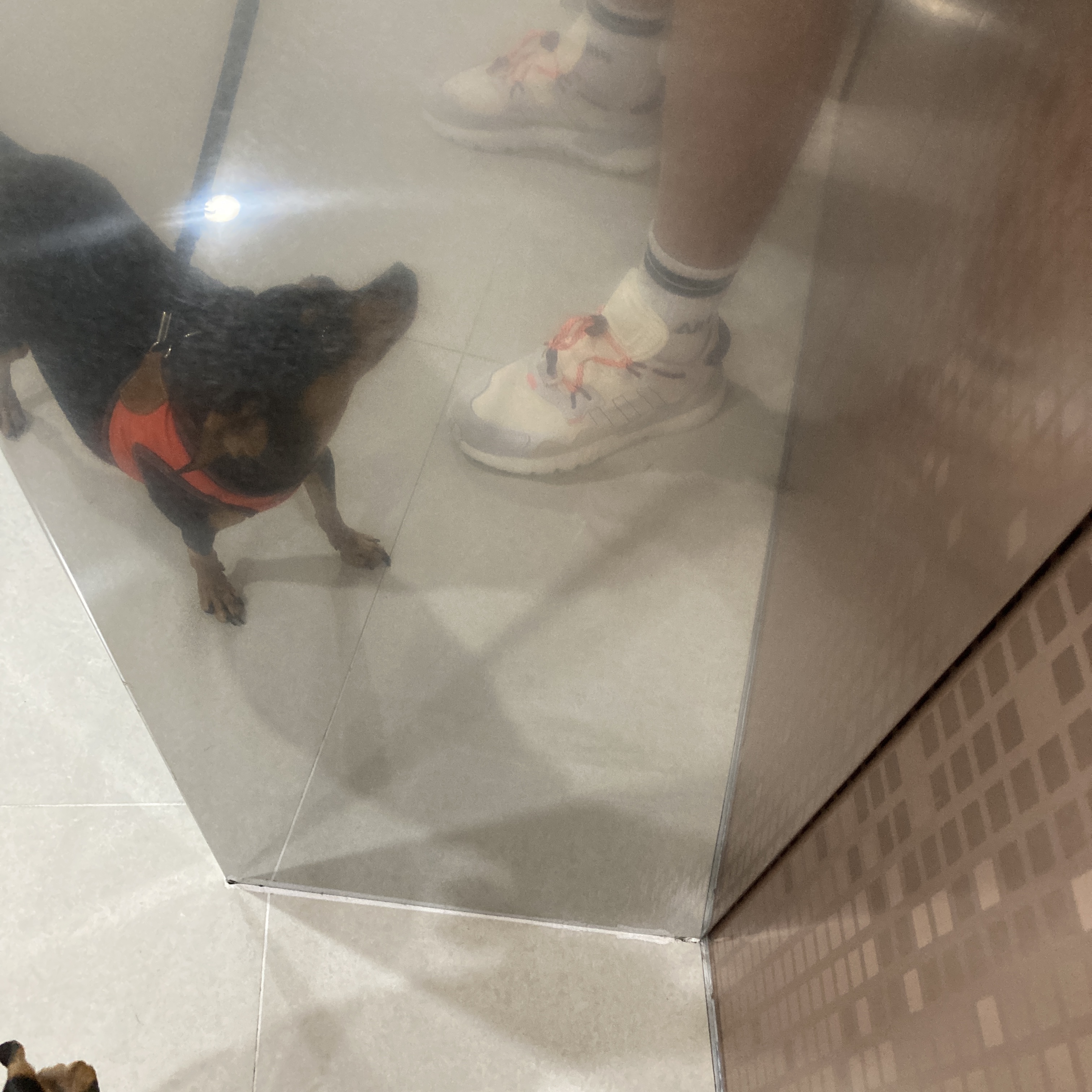 Adidas Yeezy Boost 700 Wave Runner Solid Grey 2021/2022, Adidas x Beyonce Ivy Park Nite Jogger Off White 착용 스타일 - 5