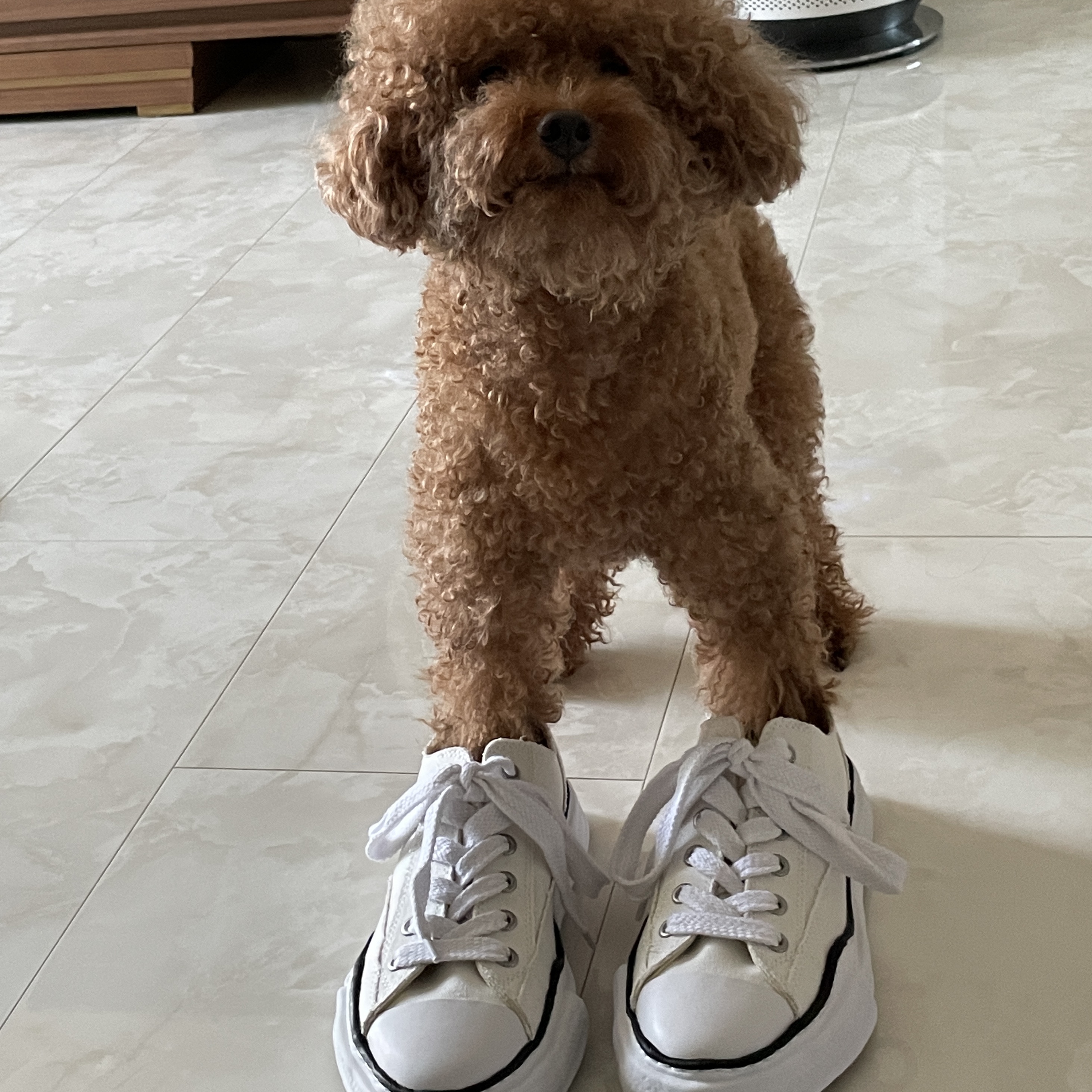 Maison Mihara Yasuhiro Peterson OG Sole Canvas Low Sneakers White 착용 스타일 - 2