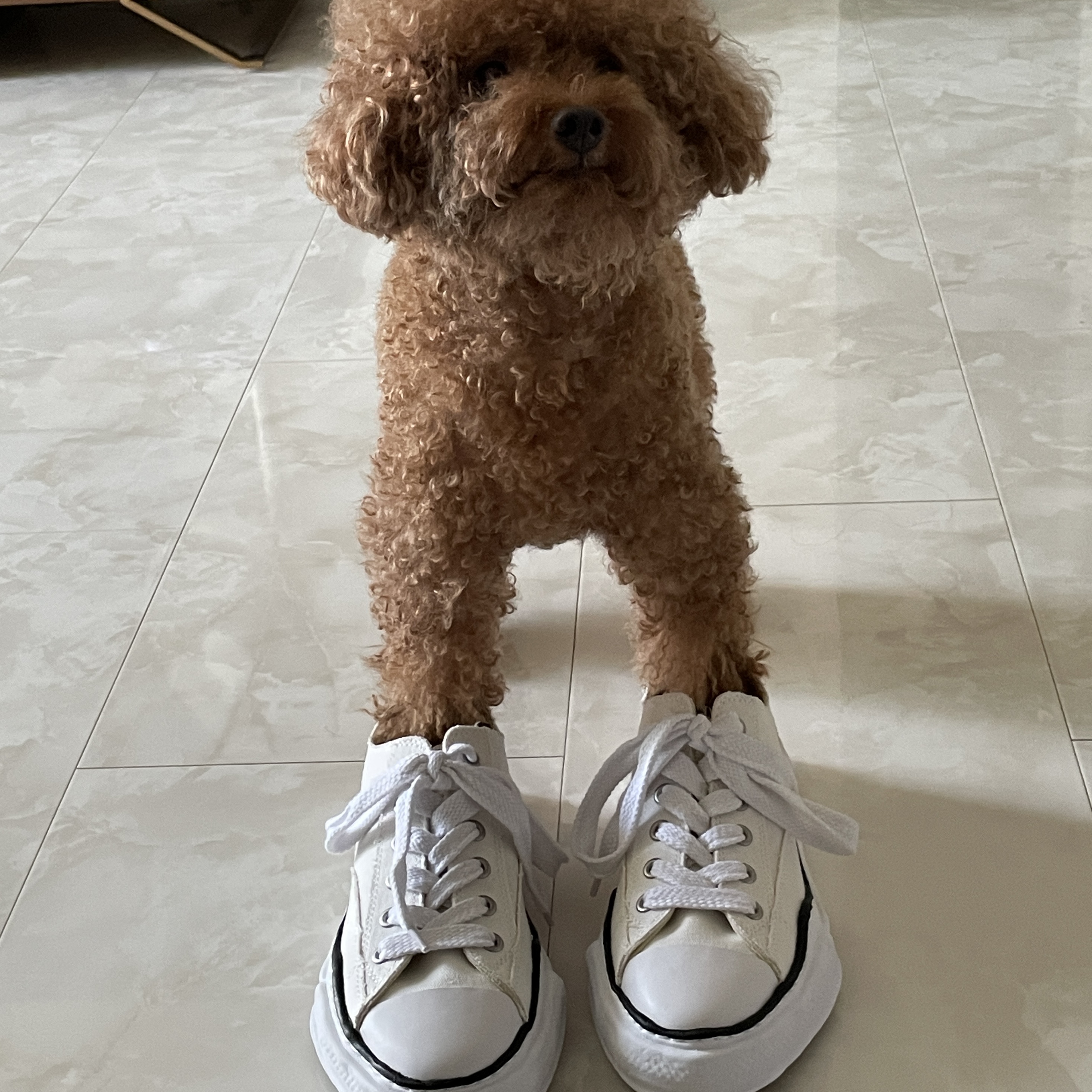 Maison Mihara Yasuhiro Peterson OG Sole Canvas Low Sneakers White 착용 스타일 - 3