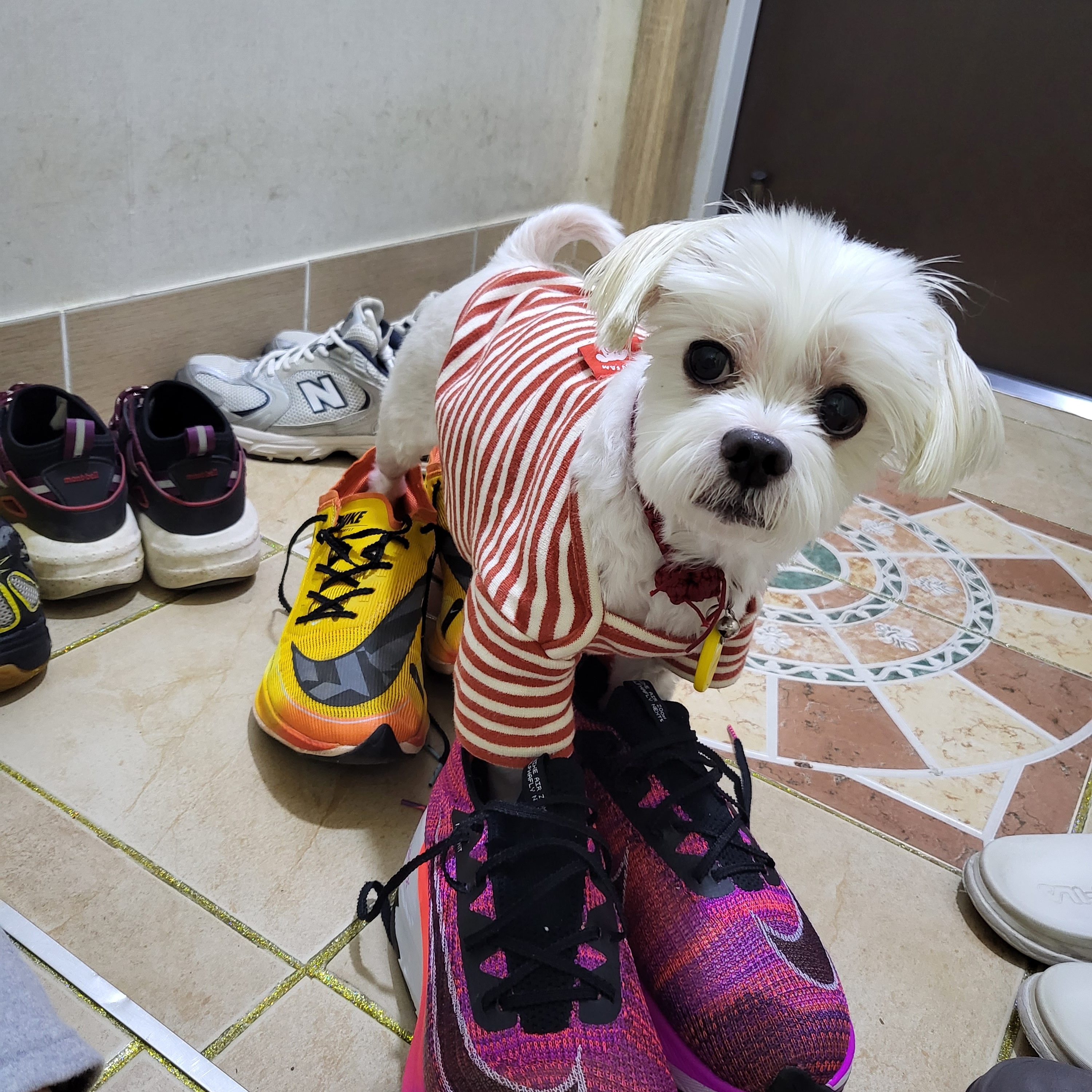 Nike ZoomX Vaporfly Next% 2 University Gold, Nike Air Zoom Alphafly Next% Hyper Violet 착용 스타일