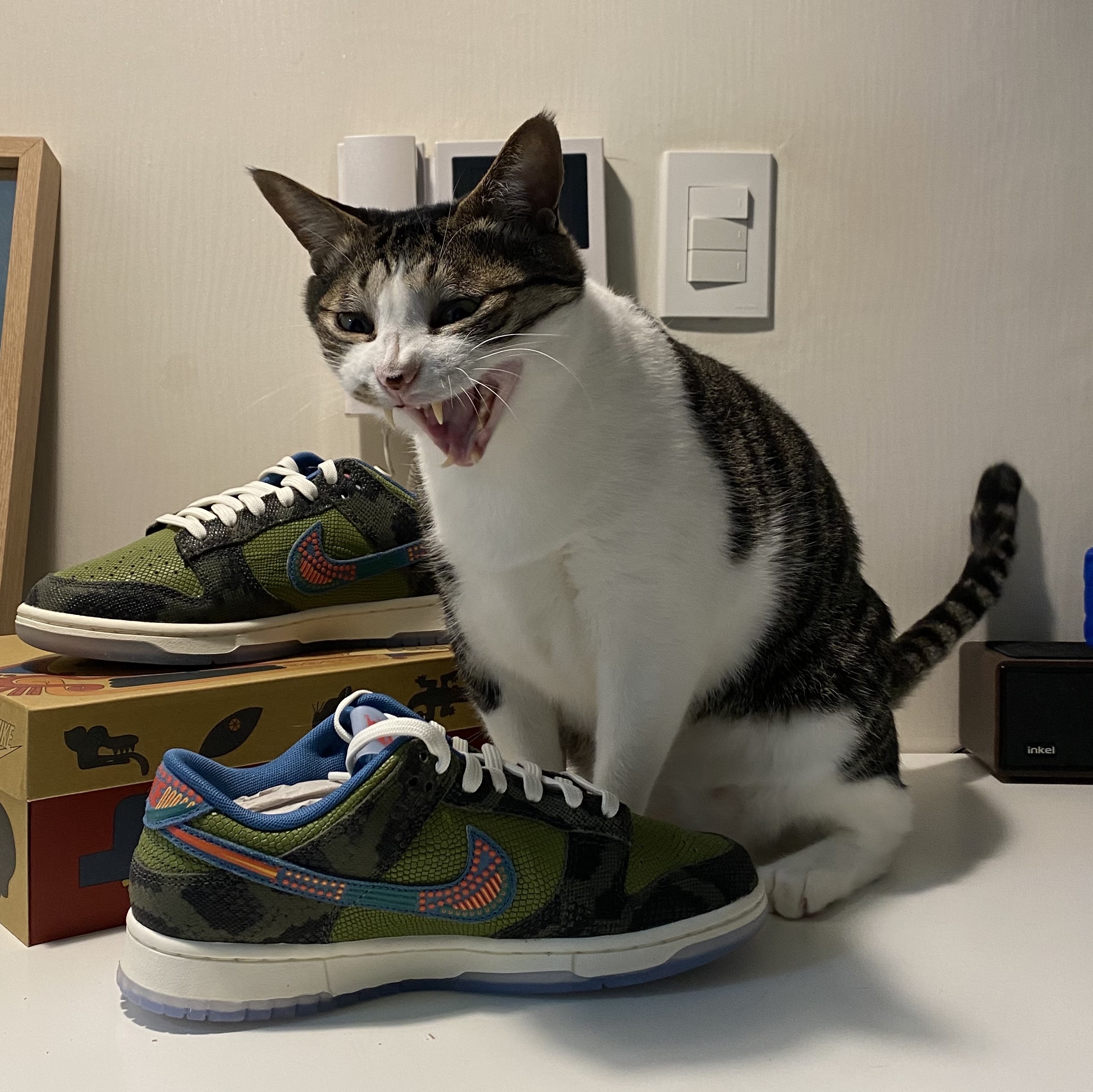 Nike Dunk Low Premium Siempre Familia 착용 스타일 - 1