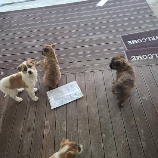 스타일 카드