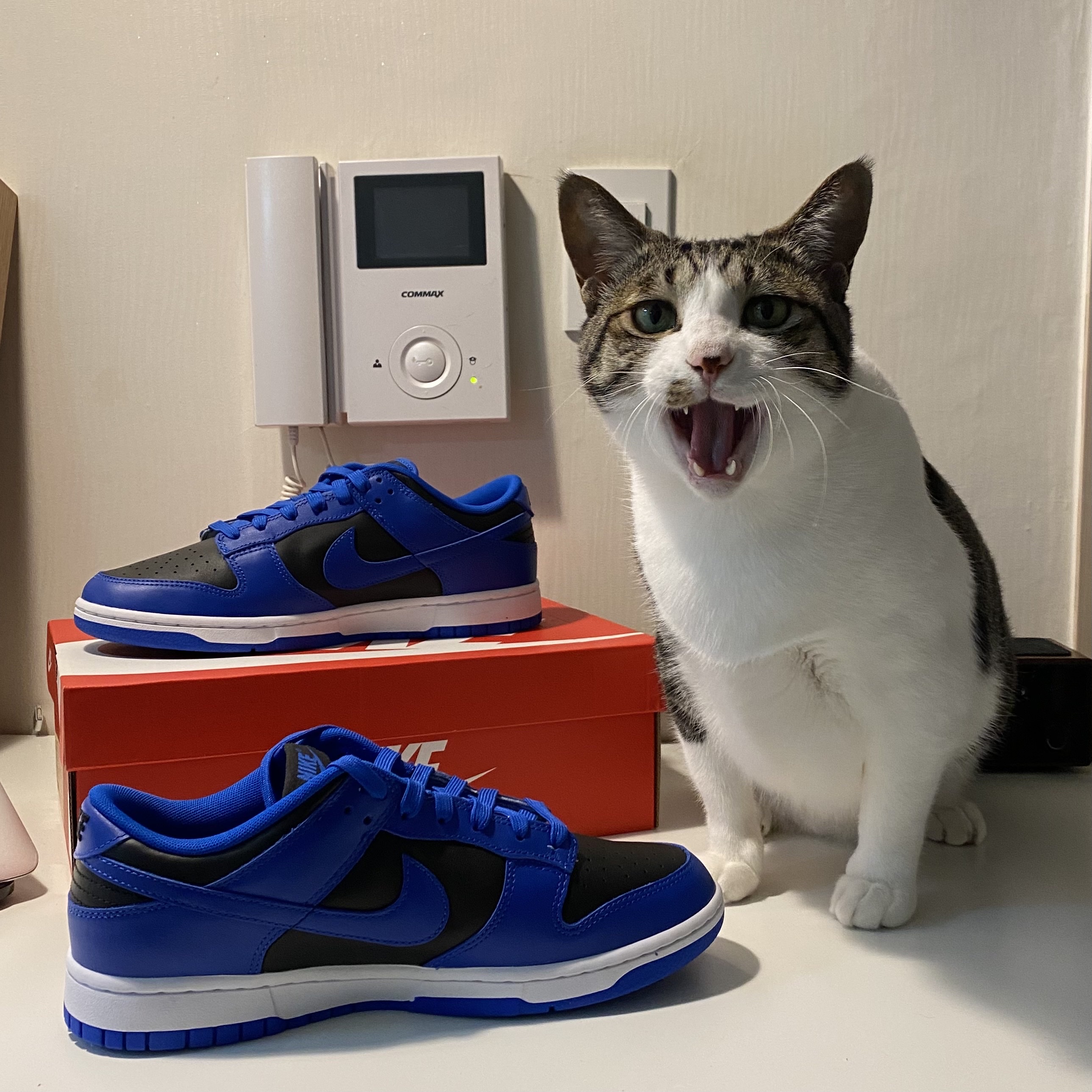 Nike Dunk Low Retro Hyper Cobalt 착용 스타일 - 1