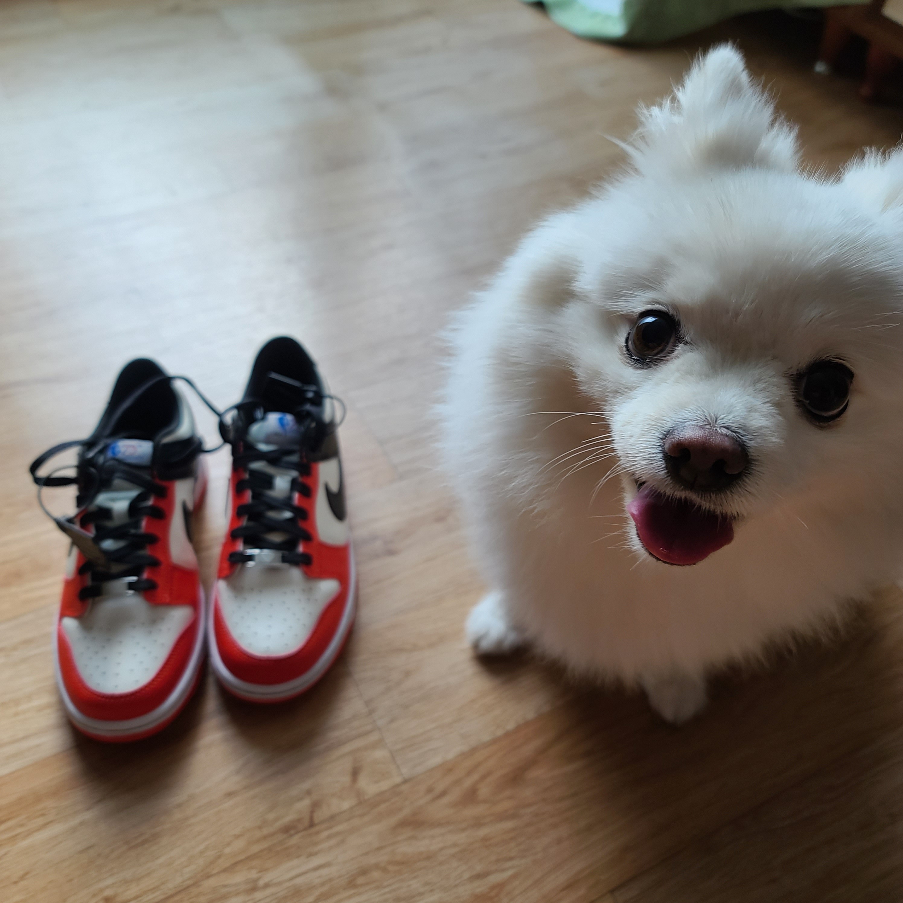 (GS) Nike x NBA Dunk Low Black and Chile Red 착용 스타일