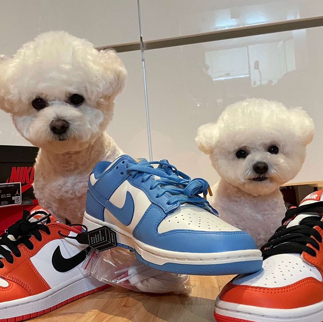 (W) Nike Dunk Low Coast, Jordan 1 Low OG Starfish 착용 스타일