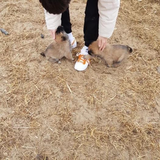 스타일 카드