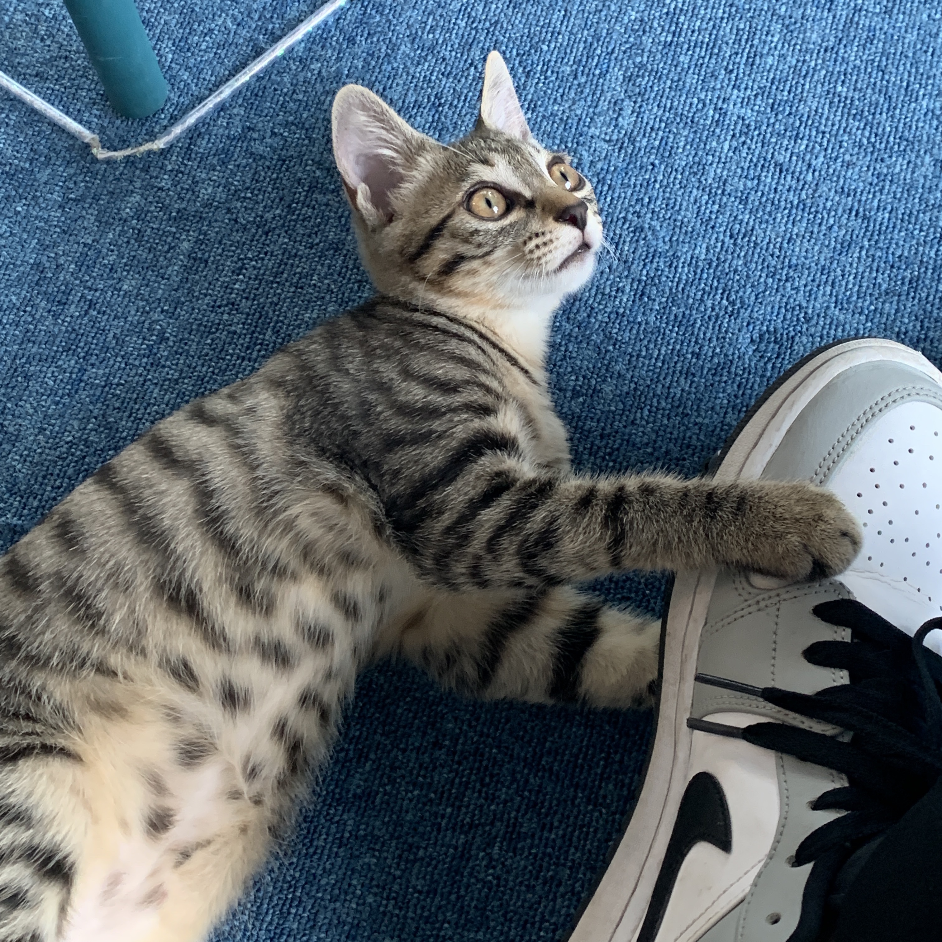 Jordan 1 Low Light Smoke Grey 착용 스타일