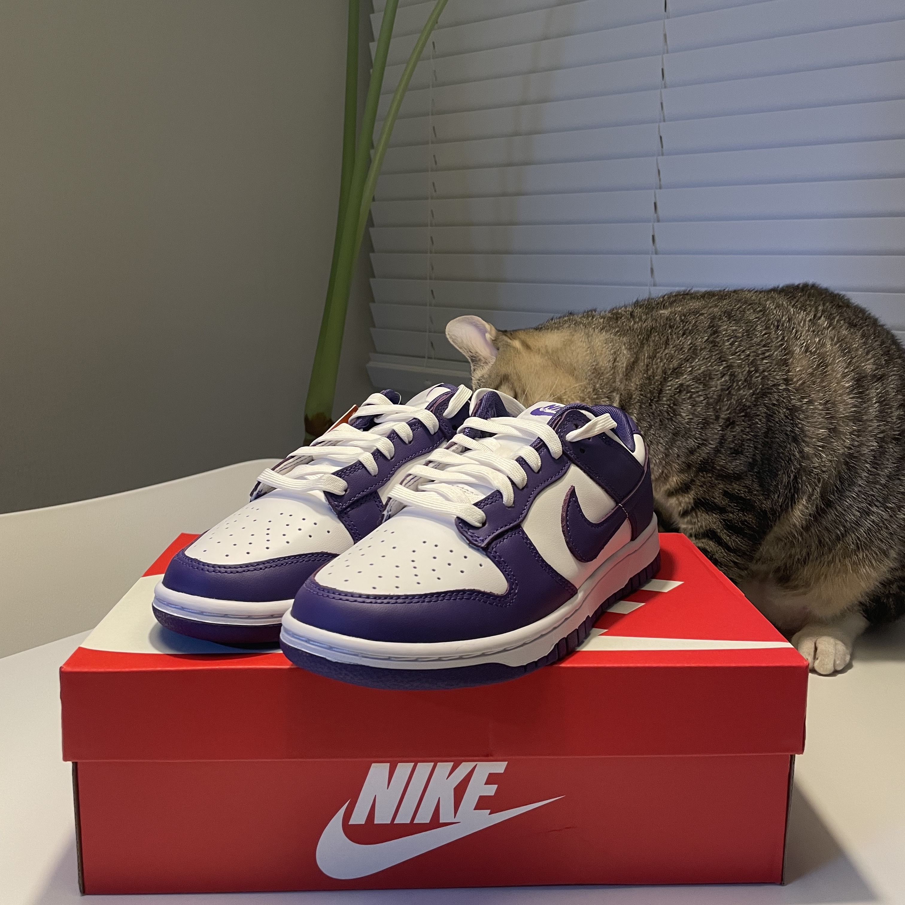Nike Dunk Low Retro Championship Court Purple 착용 스타일 - 3