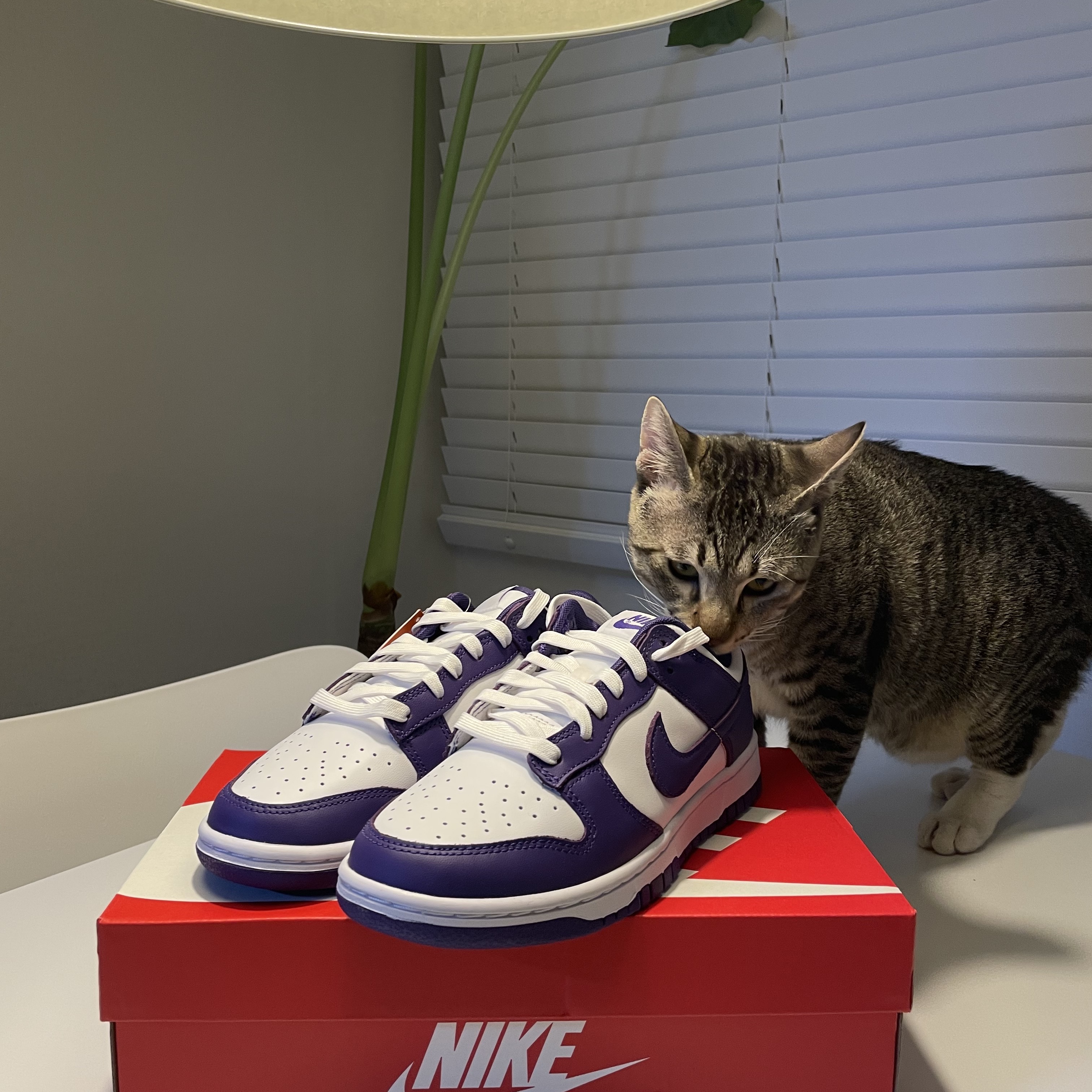 Nike Dunk Low Retro Championship Court Purple 착용 스타일 - 2