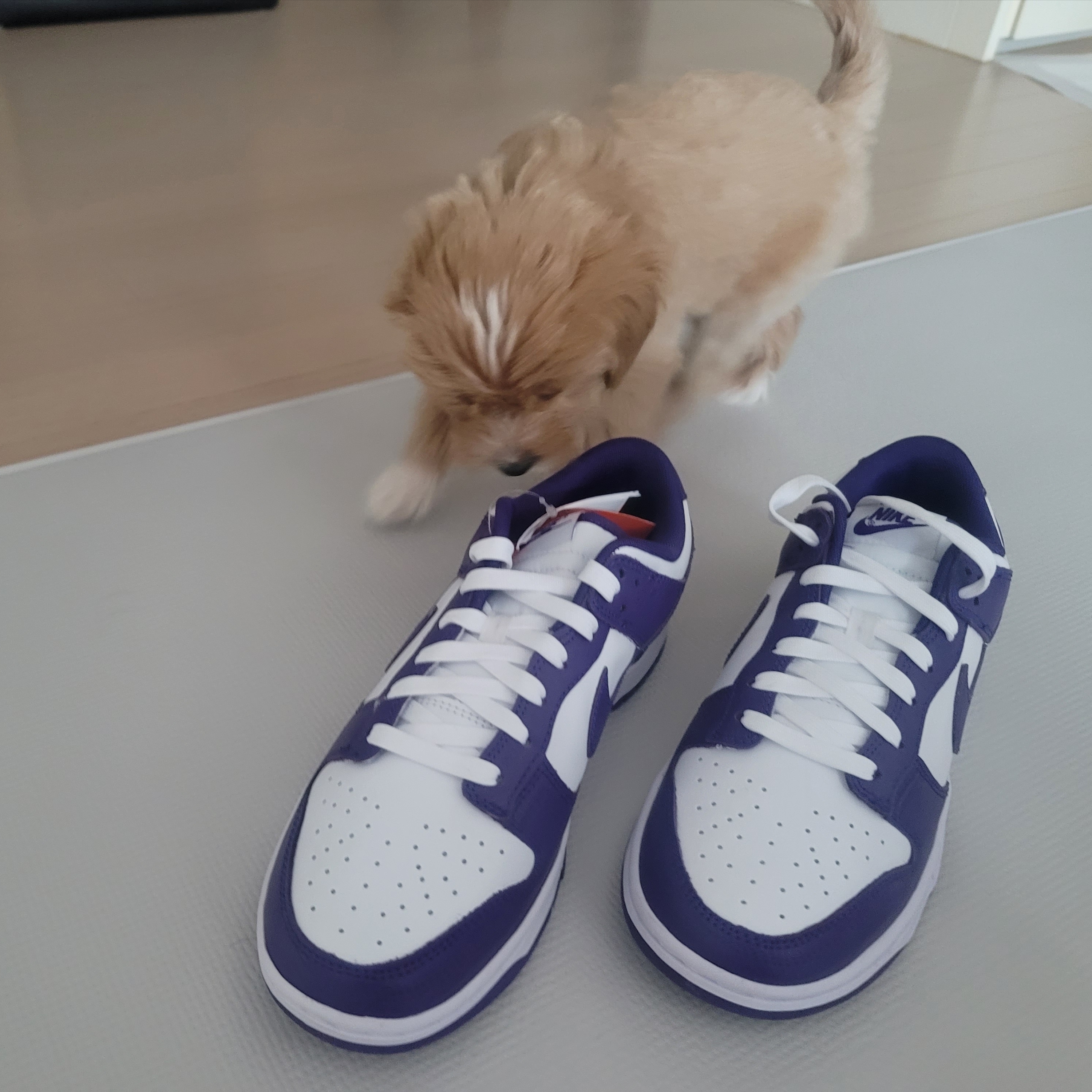 Nike Dunk Low Retro Championship Court Purple 착용 스타일