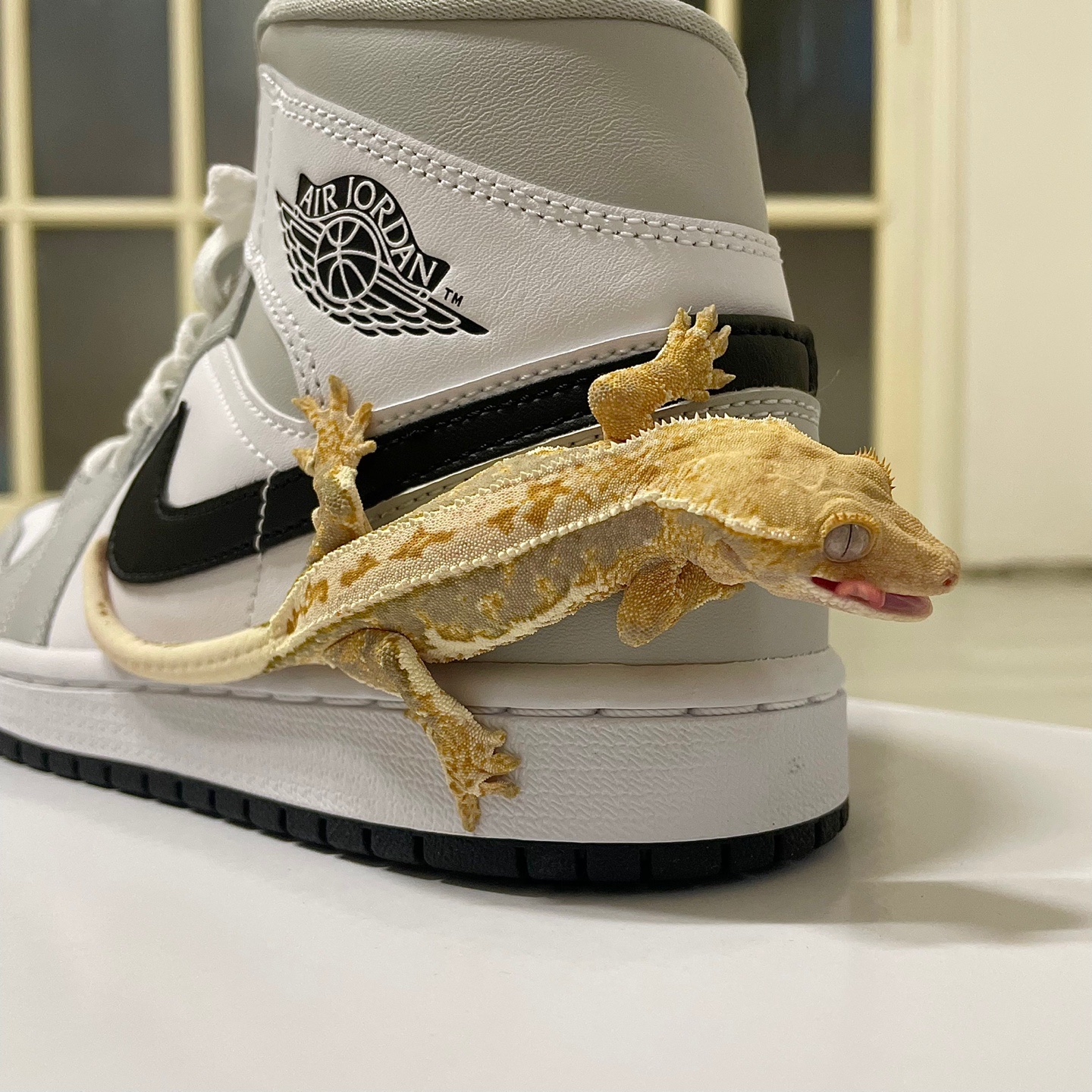 (W) Jordan 1 Mid Grey Fog 착용 스타일
