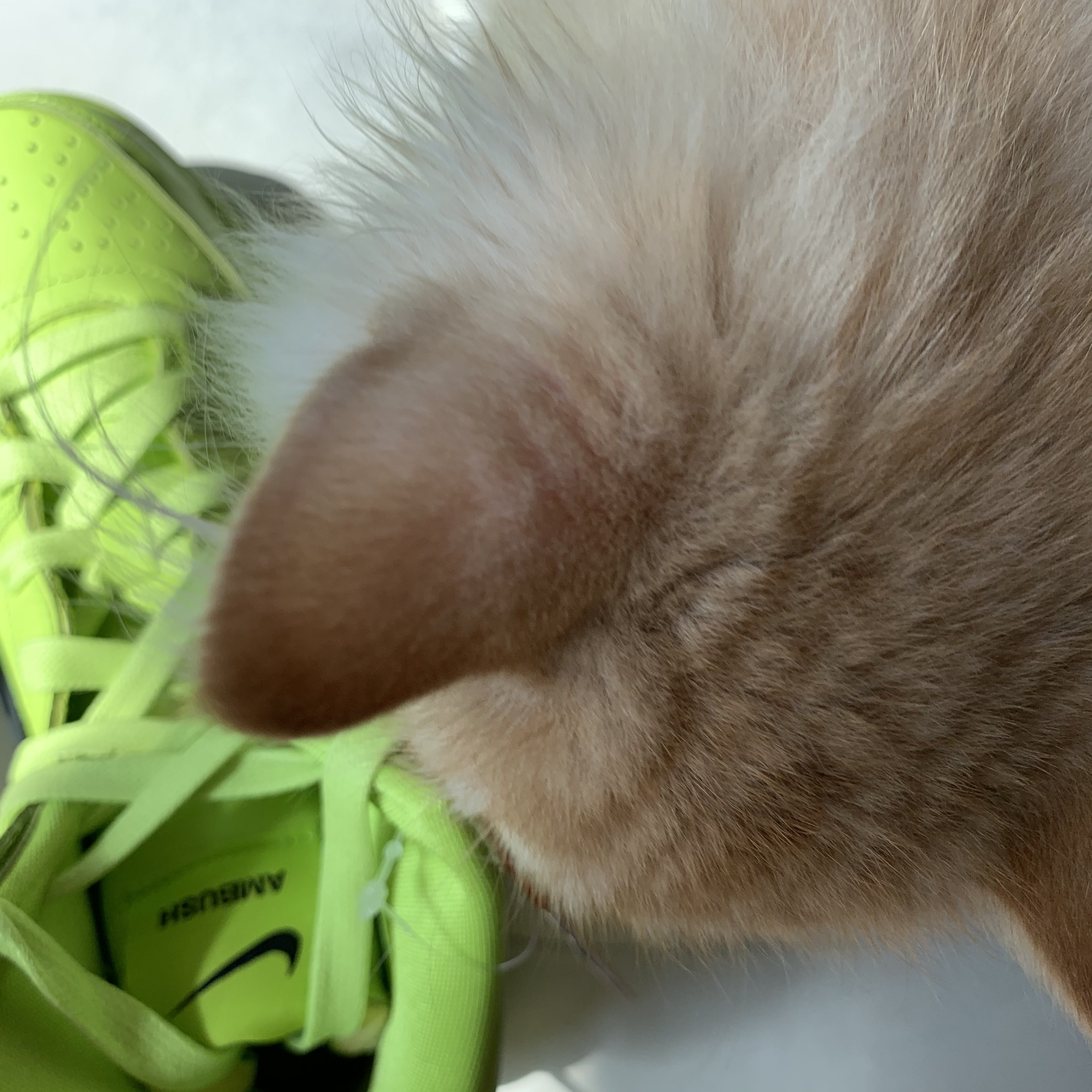 Nike x Ambush Dunk High Flash Lime 착용 스타일 - 3