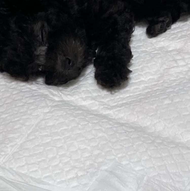 Adidas Superstar 82 Black White 착용 스타일 - 2